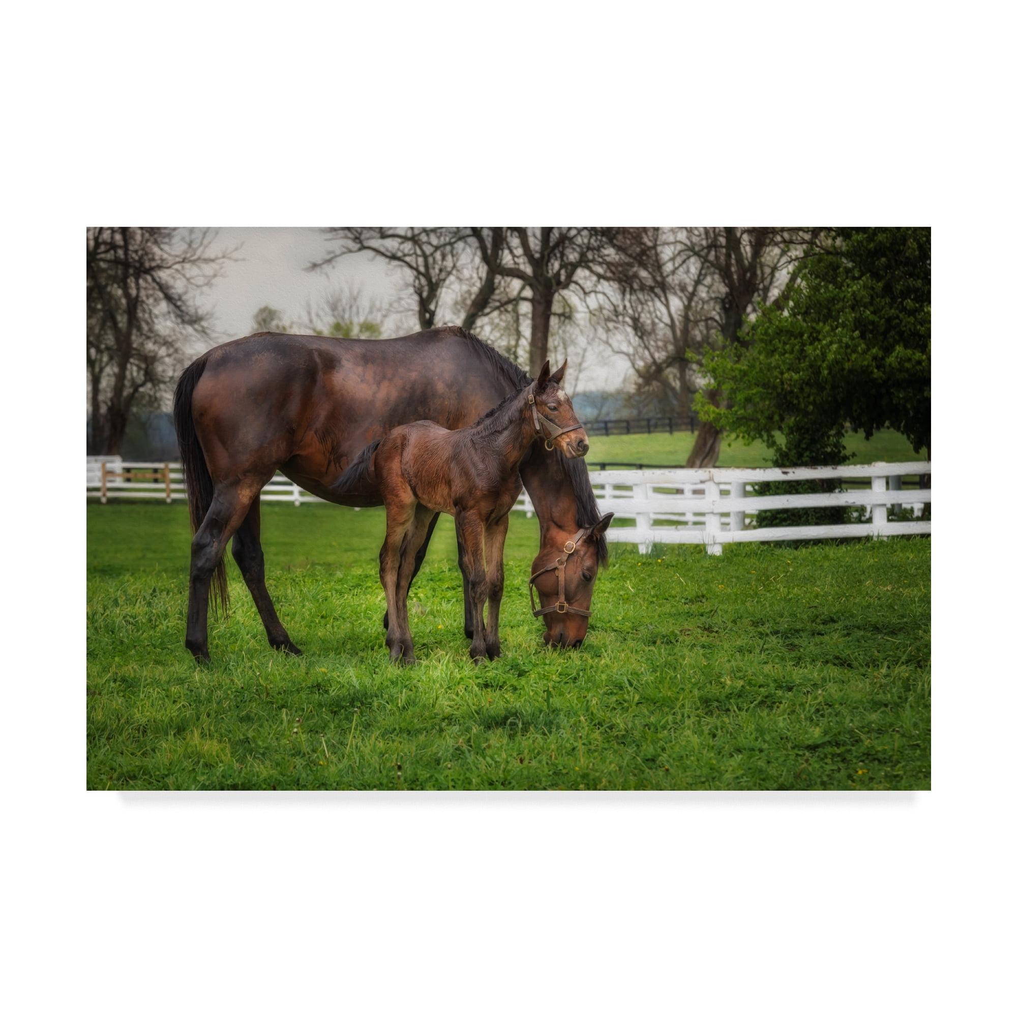Trademark Fine Art Galloimages Online " Mare And Foal Together " by Galloimages Online