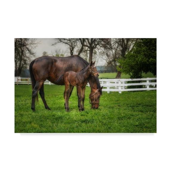 Trademark Fine Art Galloimages Online " Mare And Foal Together " by Galloimages Online