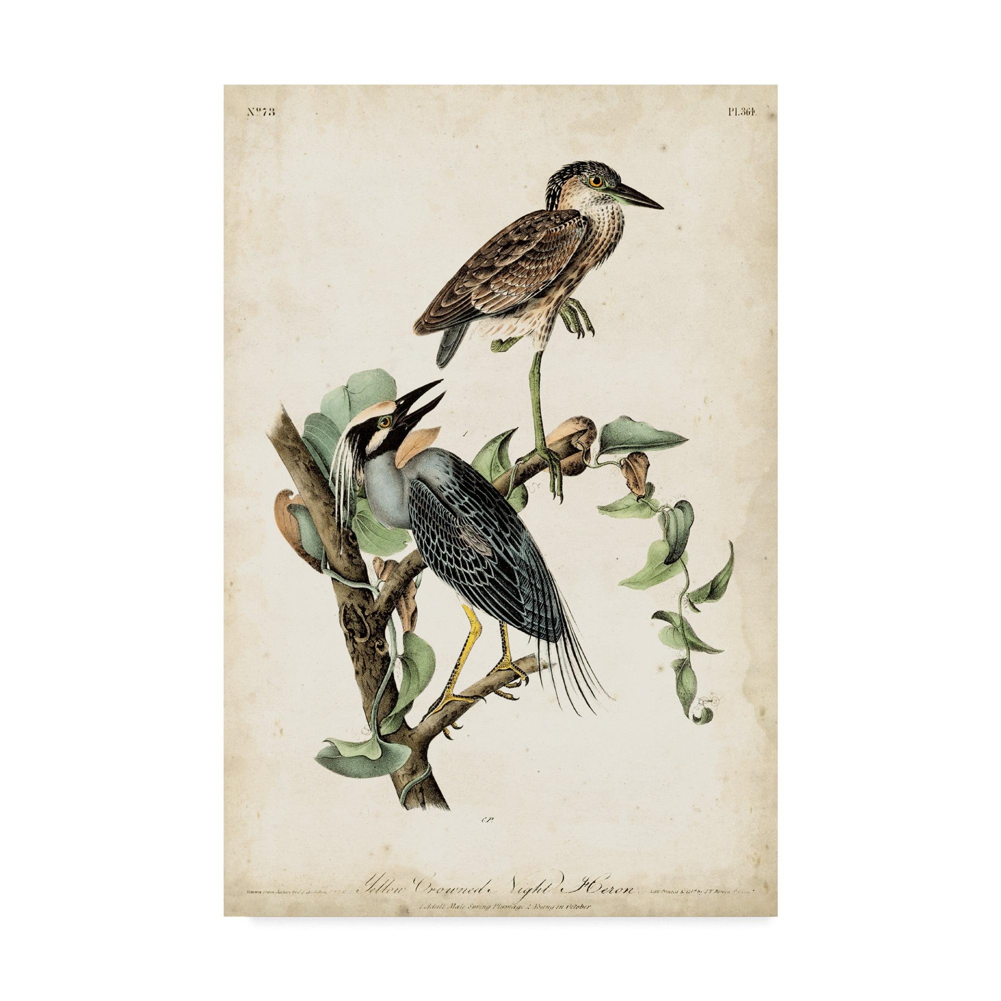 Art.com Night Heron Art Print by John James Audubon, 16" x 24"