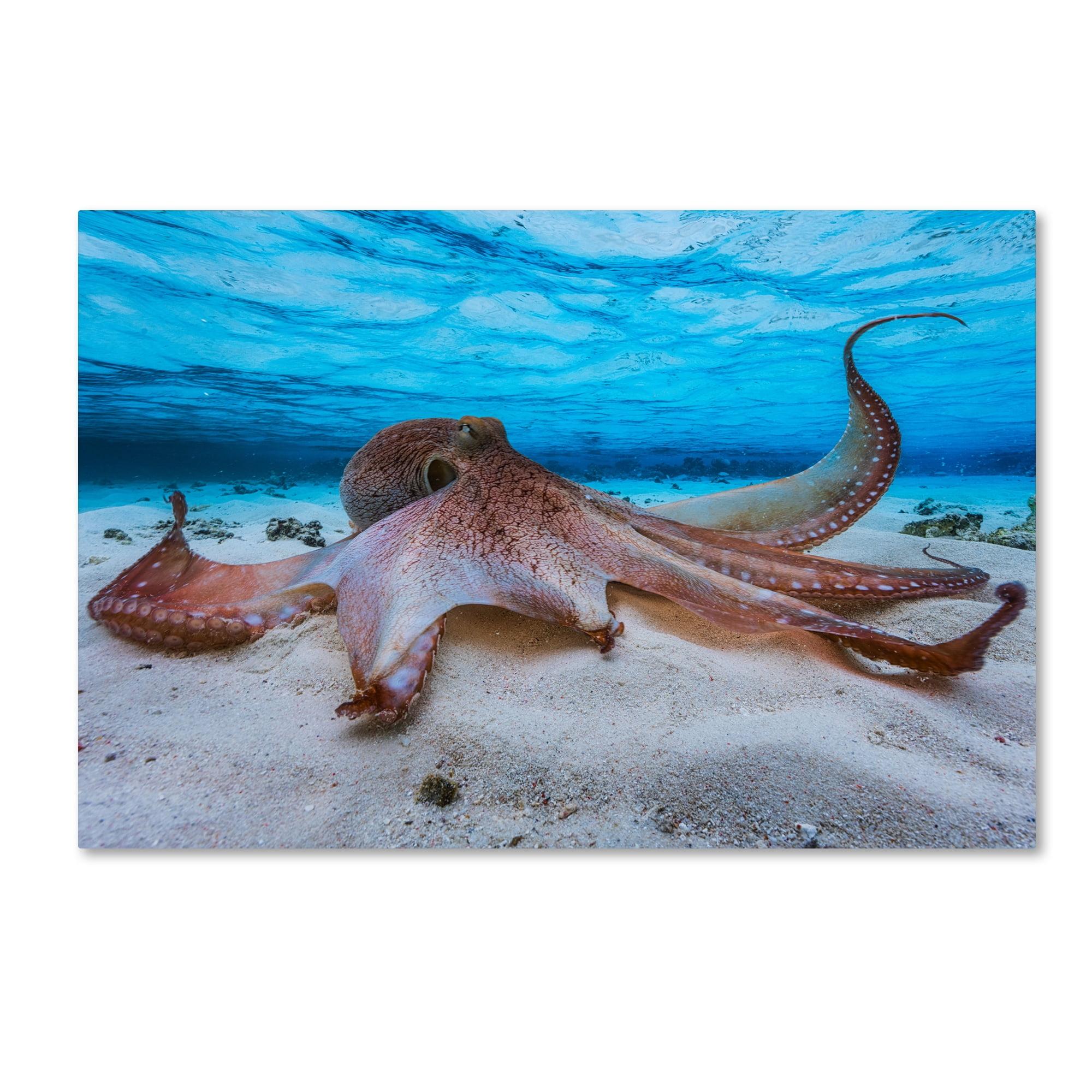 Coastal Octopus Gallery-Wrapped Canvas Art, 12 x 19 Inches