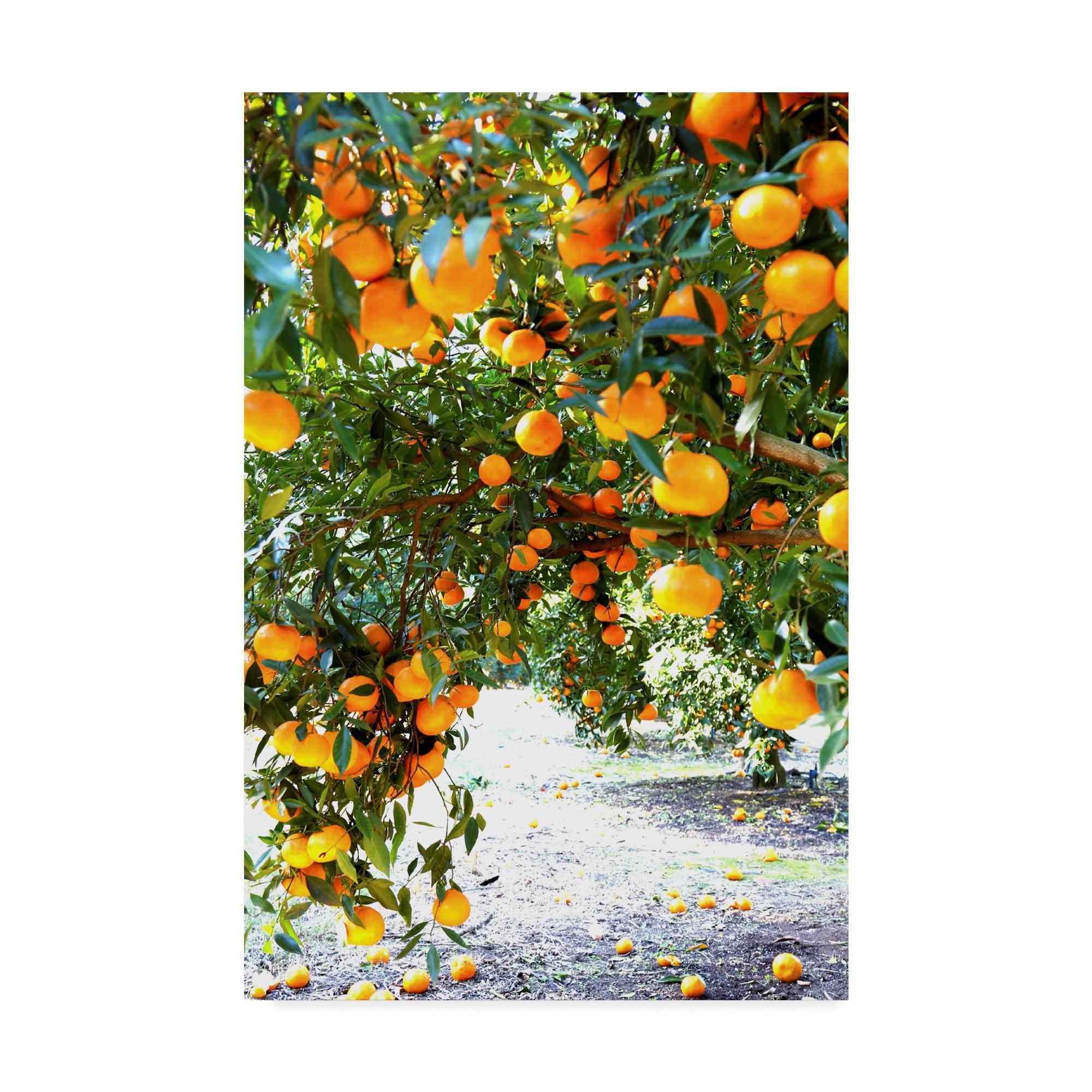 Incredi Orange Trees Gallery-Wrapped Canvas Art