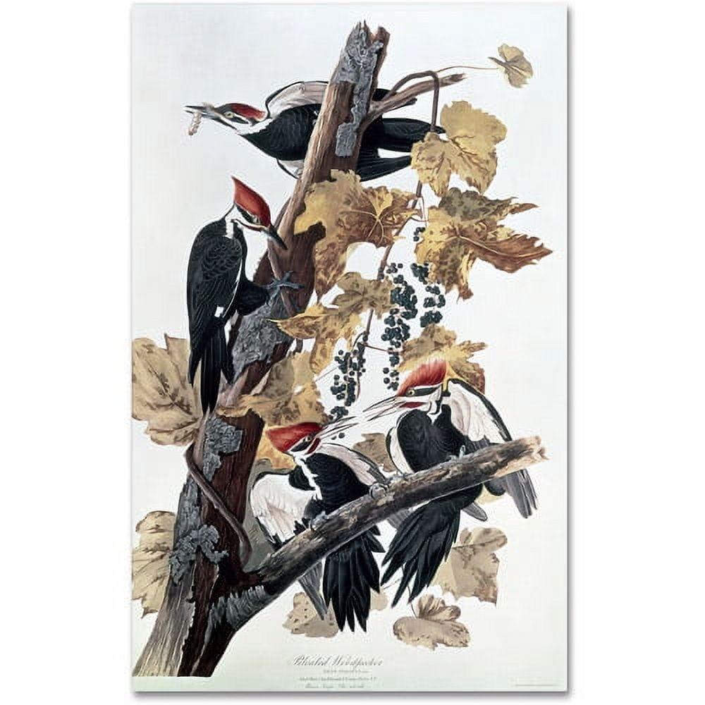 Pileated Woodpeckers 30x47 Framed Canvas Art Print