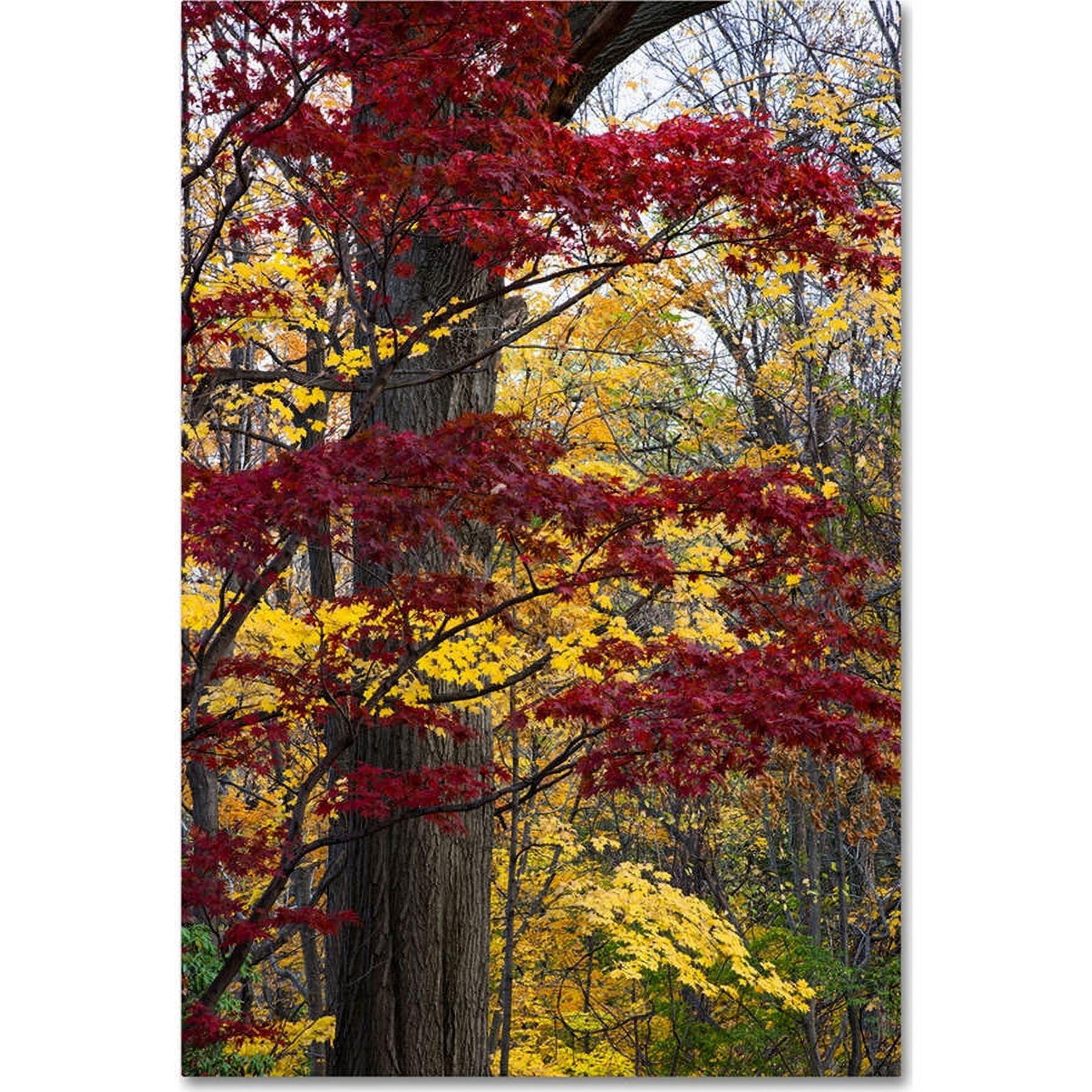 Kurt Shaffer " Reds And Golds Of Autumn " by Kurt Shaffer