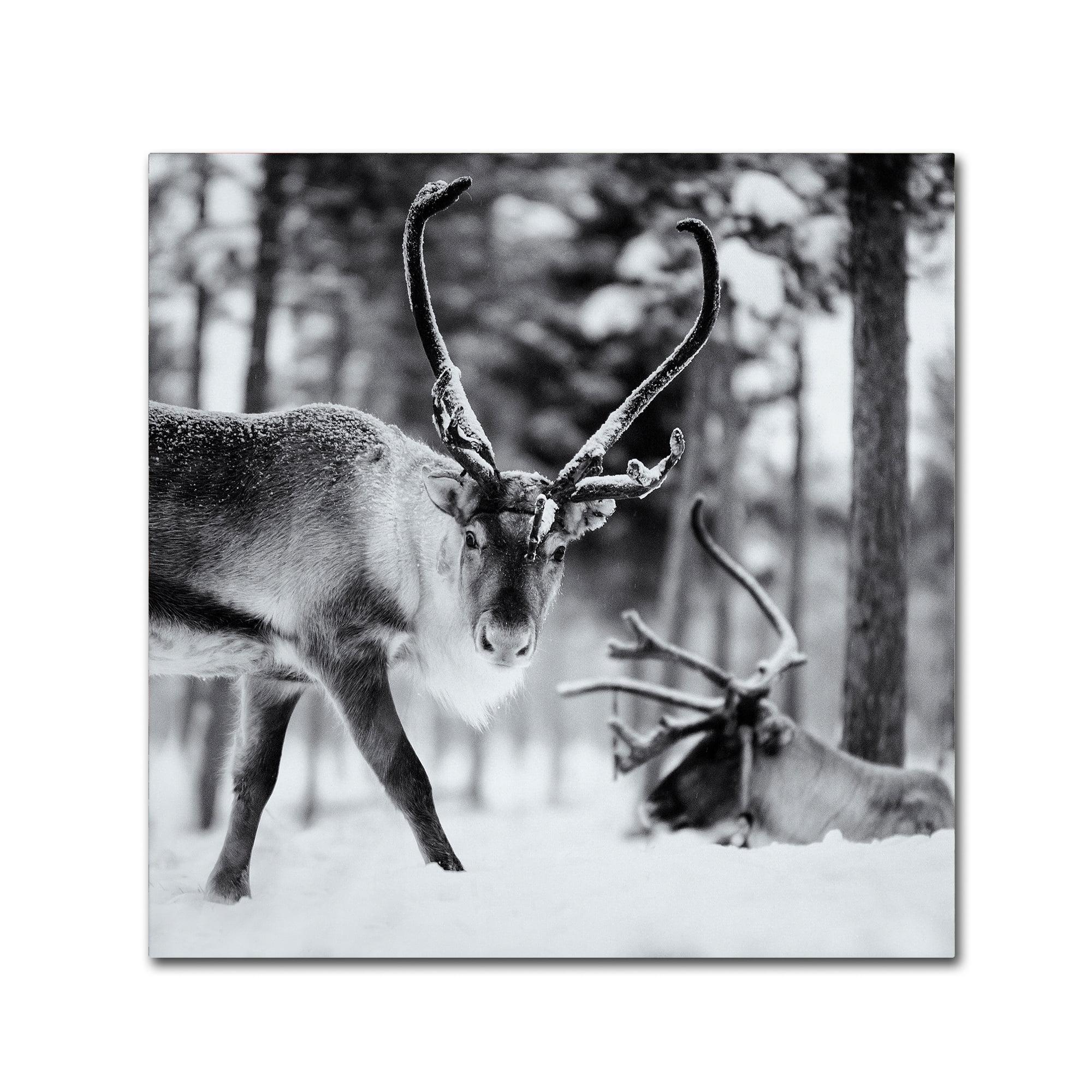 Black and White Reindeer Scenic Canvas Wall Art, 24x24 Inch