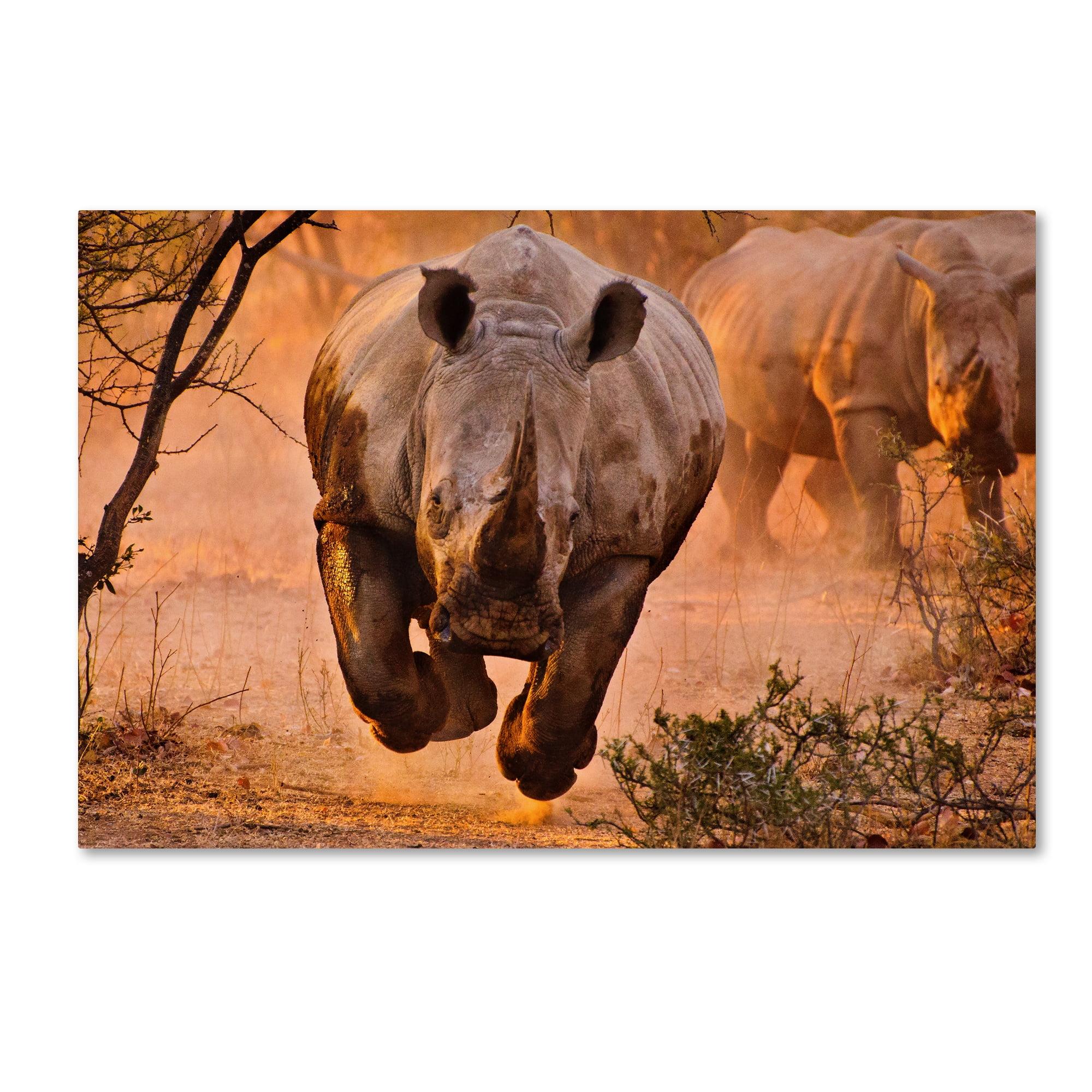 Rhino Learning to Fly Framed Canvas Art in Sandy Landscape