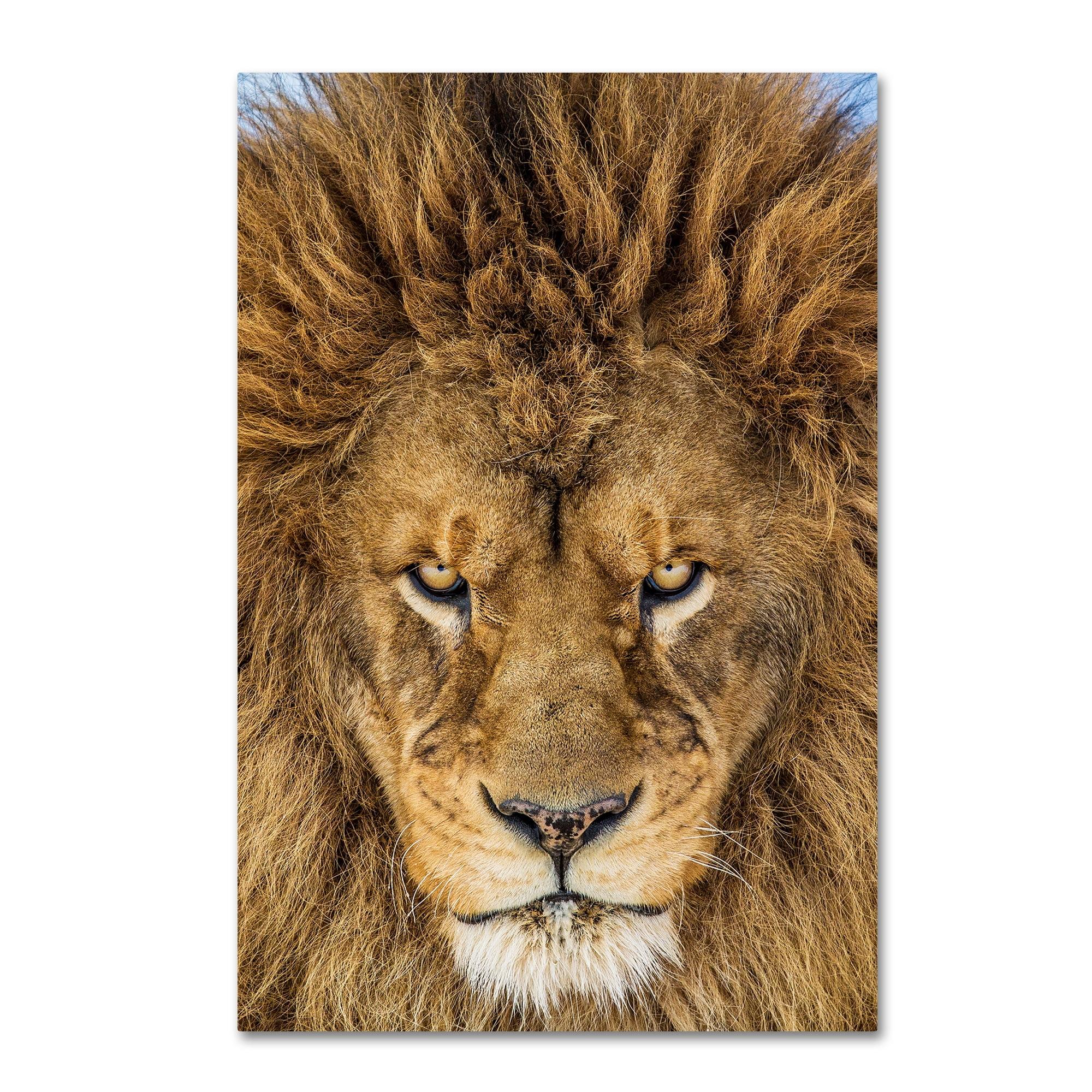 Serious Lion Portrait Framed Canvas Art, 22 x 32