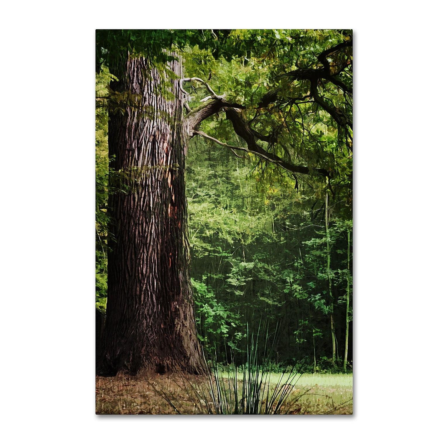 " The Old Trunk " by Philippe Sainte-Laudy