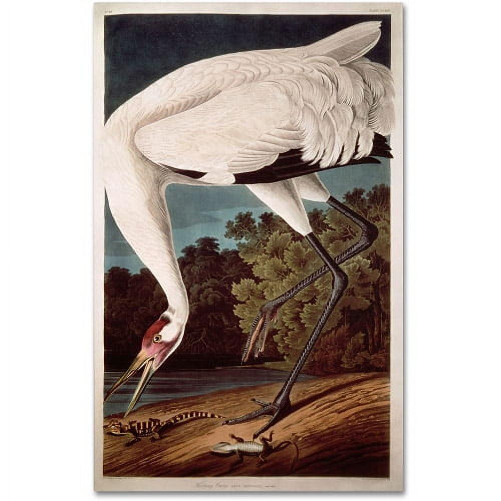 Whooping Crane Bird Portrait Canvas Art Print