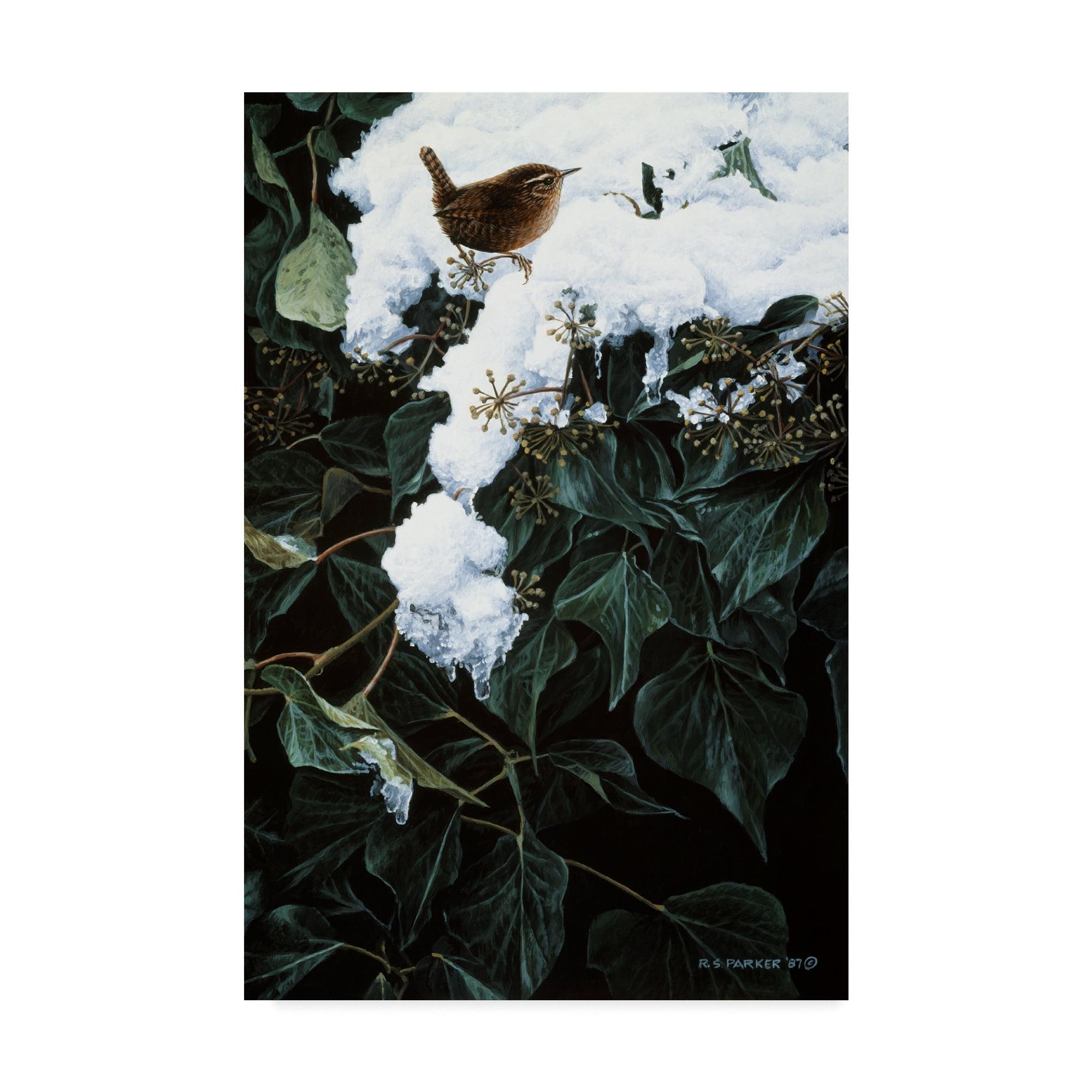 Winter Wren on Ivy Gallery-Wrapped Canvas Art