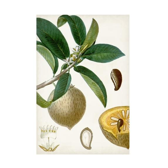 Turpin 'Turpin Tropical Fruit I' Canvas Art