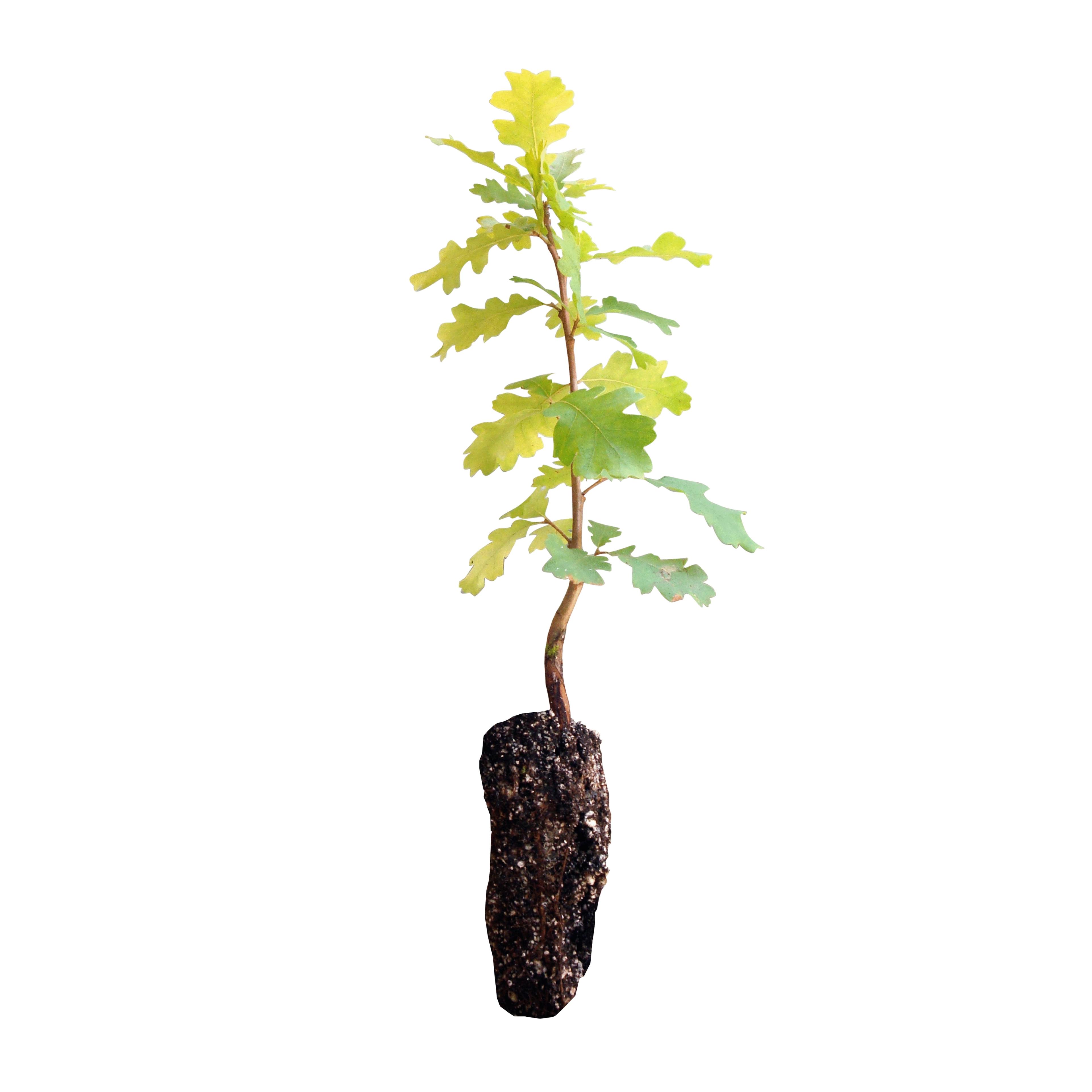 Valley Oak Medium Tree Seedling with Natural Soil