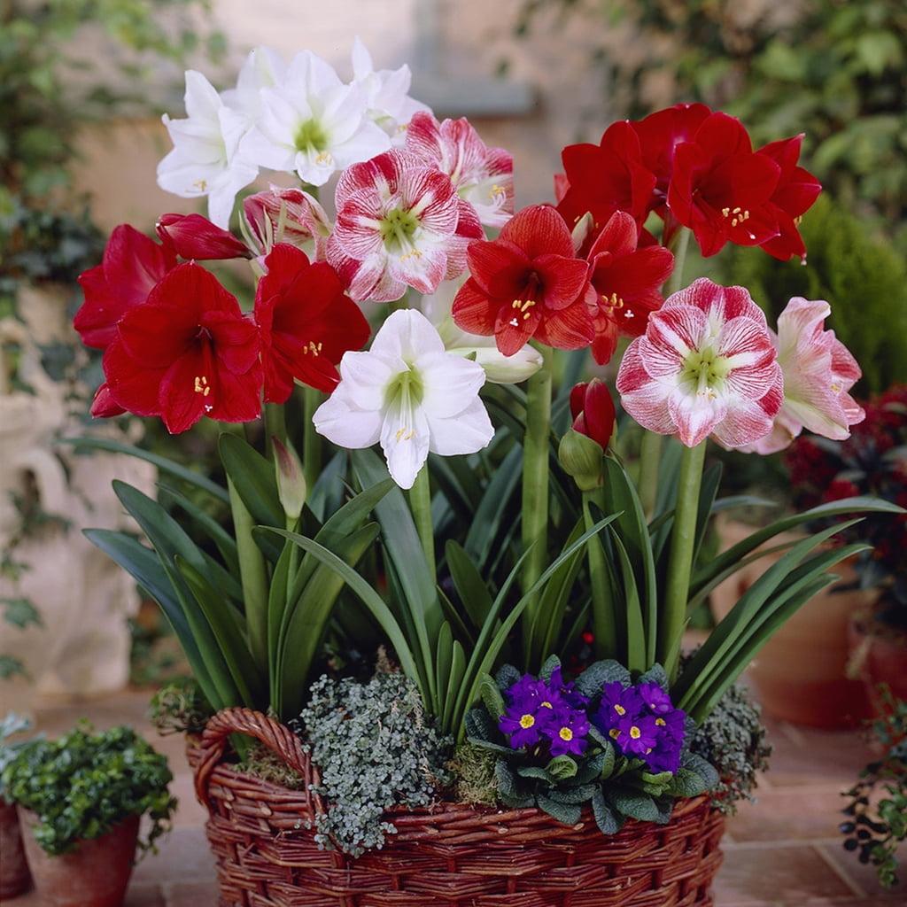 Amaryllis Mixed Indoor Potting Set with Vibrant Blooms