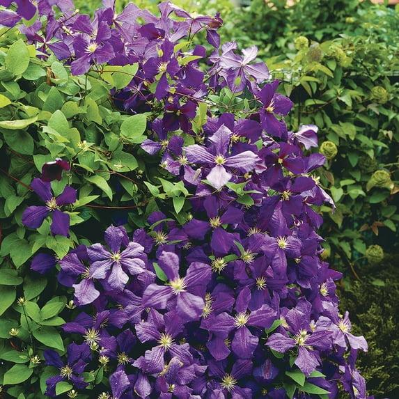 Van Zyverden Clematis Jackmanii Set of 1 Plant Purple Partial Sun Deer Resistant 1 lb