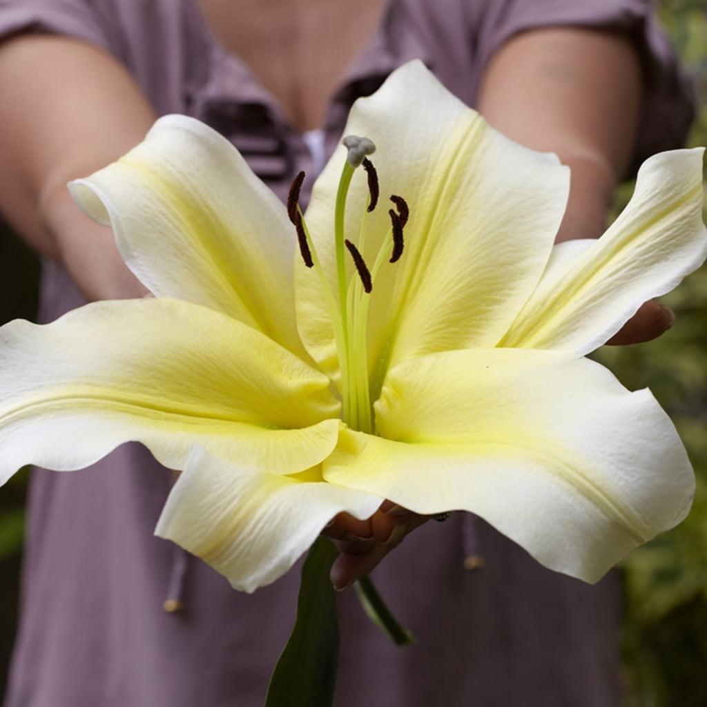Van Zyverden Lilies Big Brother Set of 7 Bulbs Yellow Partial Sun Easy to Grow 2 lbs