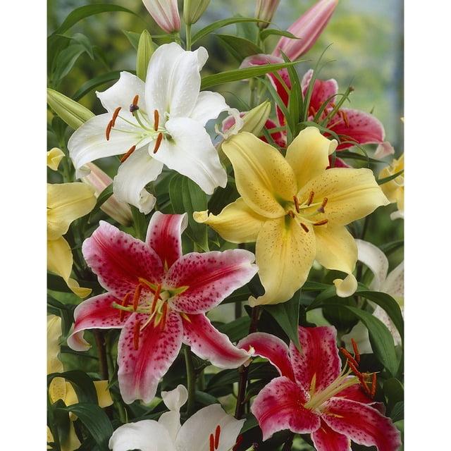 Van Zyverden 9ct Bulbs Lilies Oriental Fragrant Blend