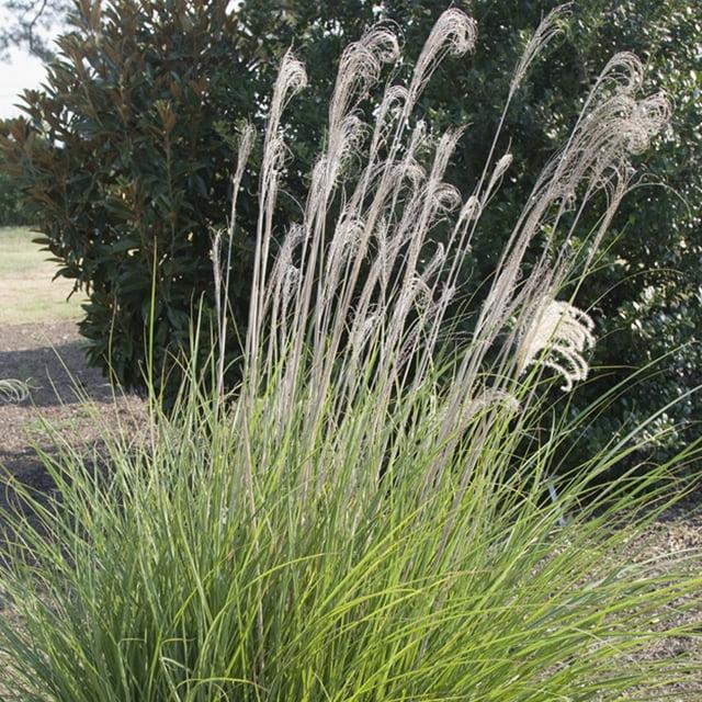 Van Zyverden Ornamental Grass Dwarf Maiden Grass 1 Dormant Potted Plant Pink Partial Sun Ornamental/Decorative 1 lb