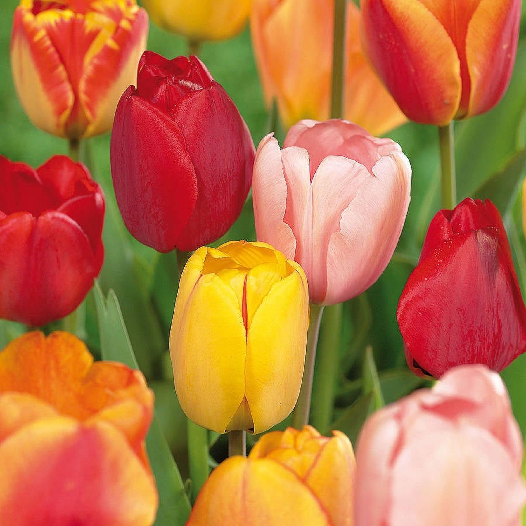 Van Zyverden 15ct Bulbs Tulips Darwin Hybrid Mixture Mammoth Bulbs