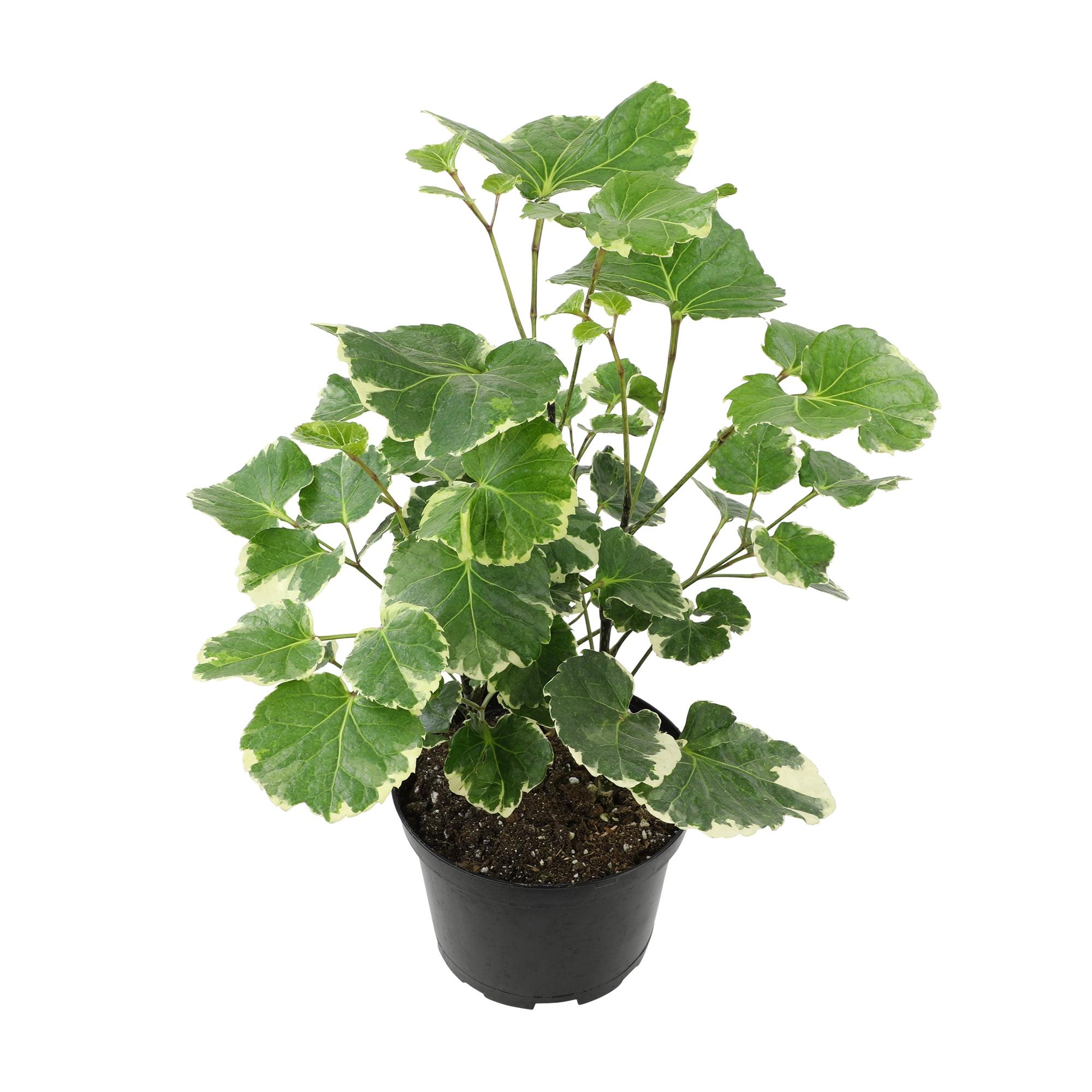 Variegated Green and Cream Aralia in Black Plastic Pot