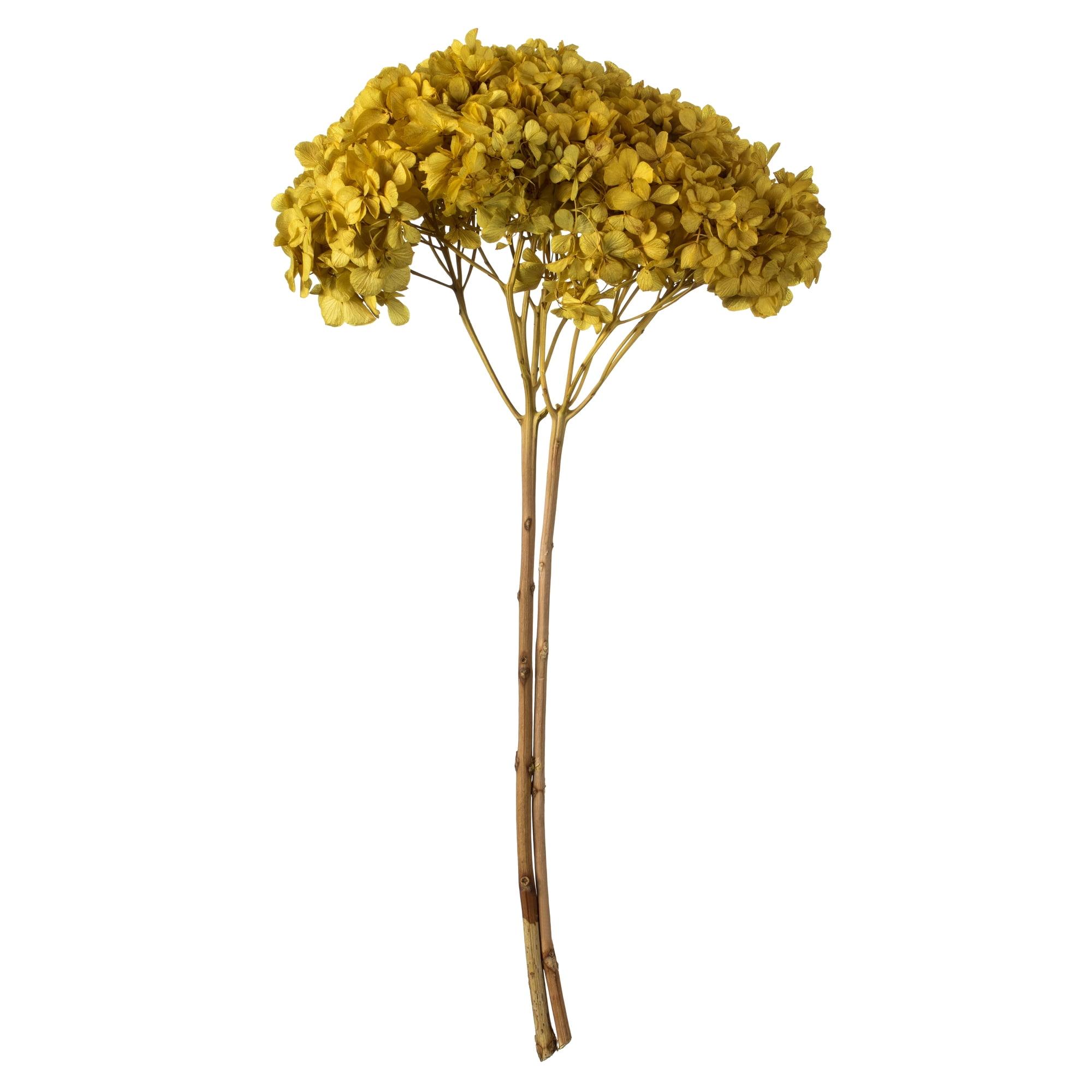 Elegant 15" Preserved Yellow Hydrangea Decor Accent