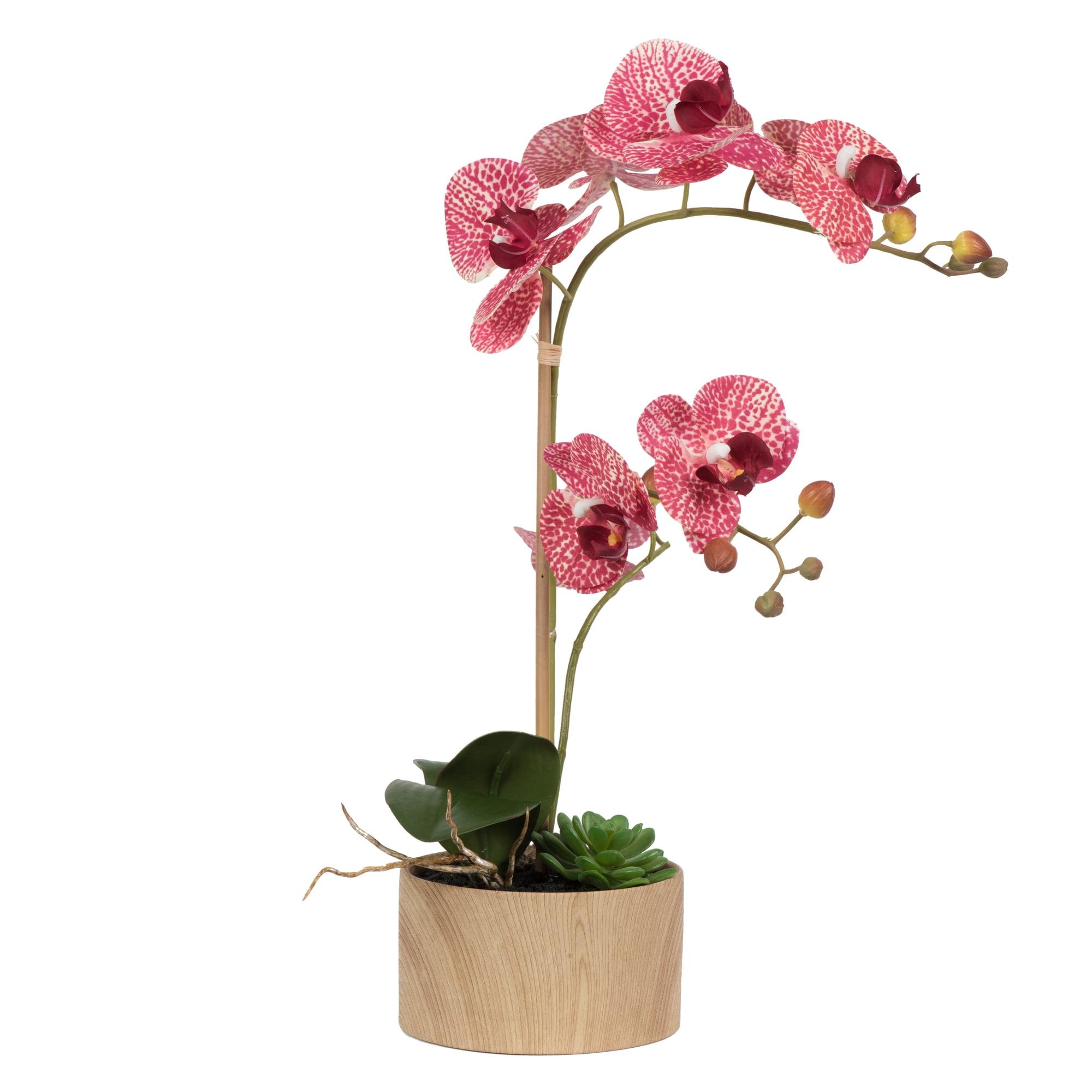 Mauve Orchid and Succulent Arrangement in Ceramic Pot