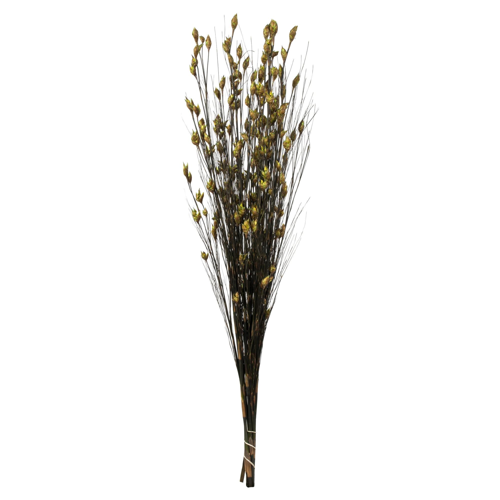 Basil Bell Grass 36-40" Bundle with Seed Pods - Traditional to Contemporary