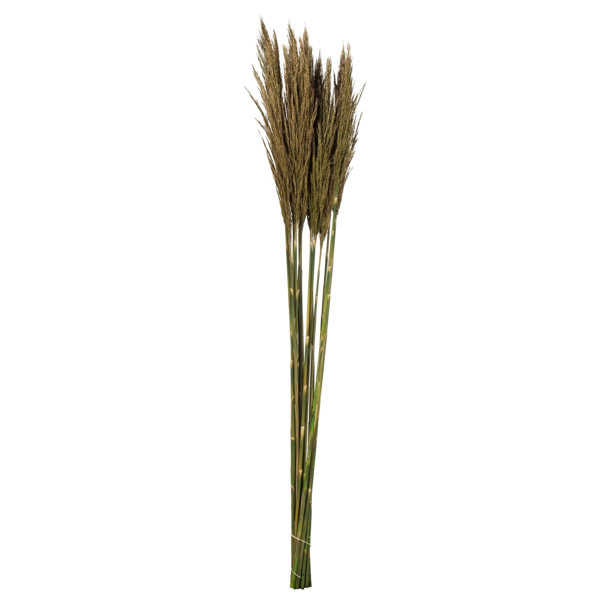 Zellmer 36" Plume Reed Bundle (15-20 stems), Preserved