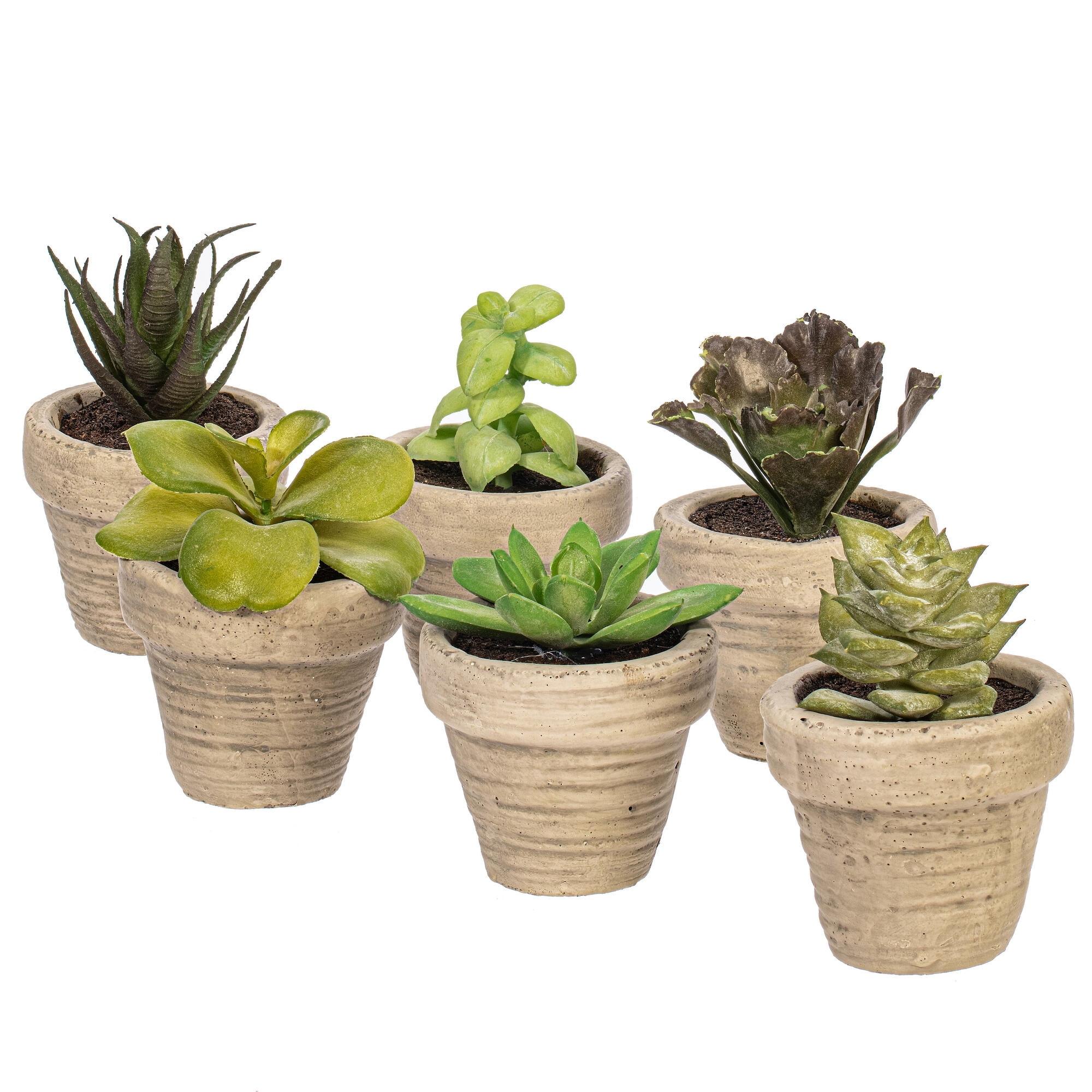 Vickerman 4" Artificial Assorted Potted Succulents, Set of 6. In a 2"Lx2"Wx2"H base.