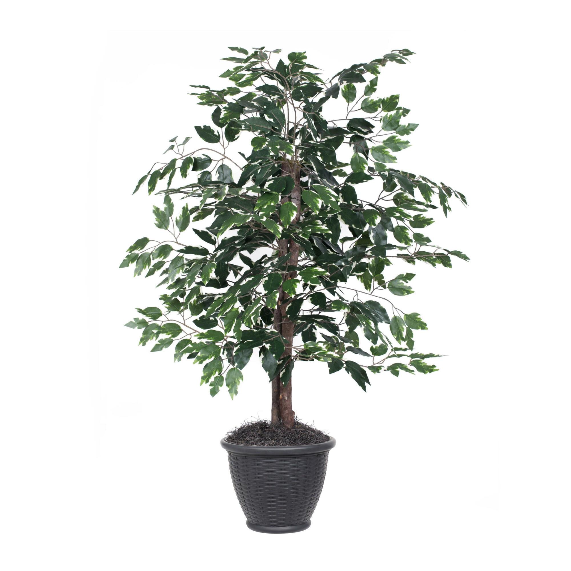 Patriotic 4' Variegated Ficus in Gray Plastic Pot for Indoor Decor