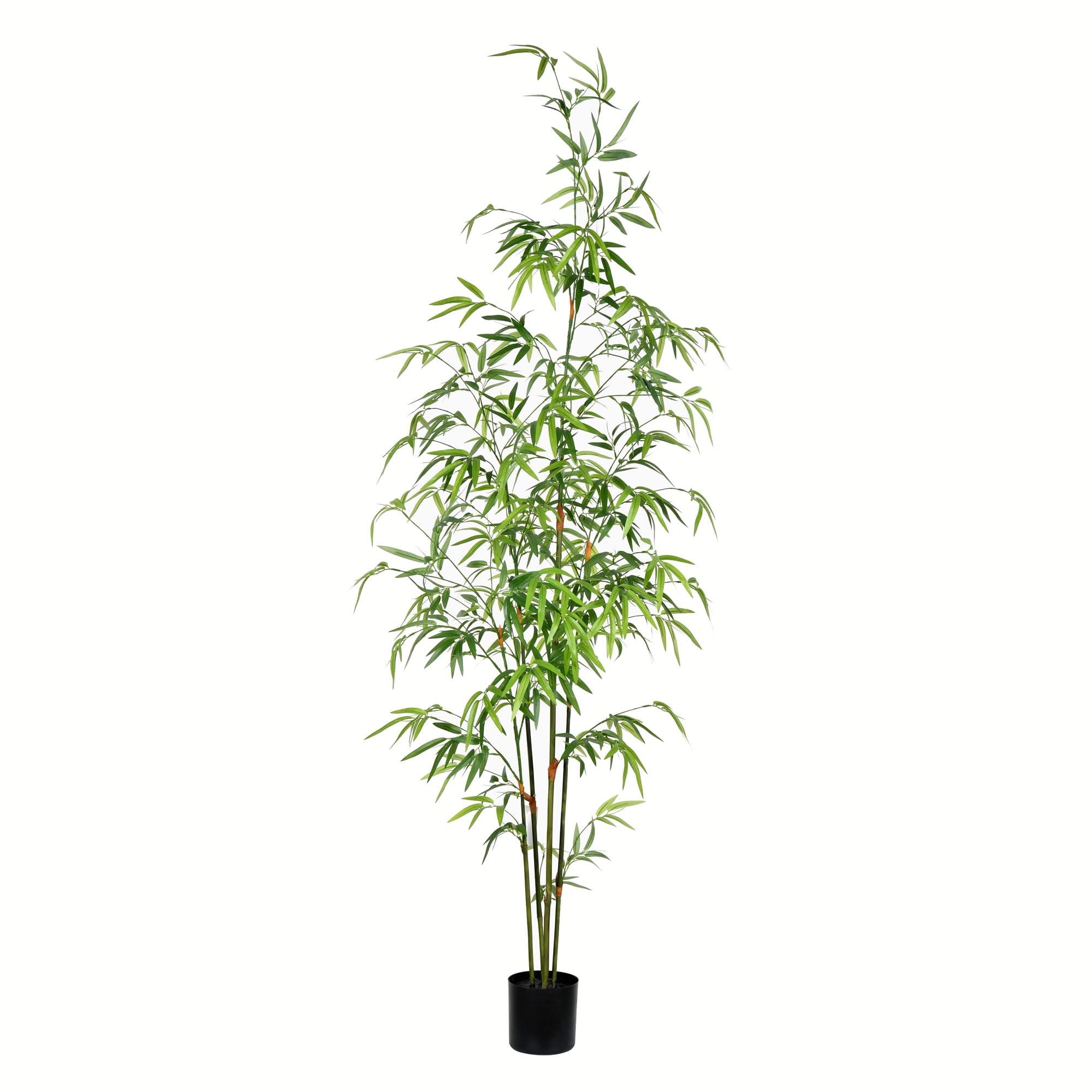 5' Lush Green Mini Bamboo in Black Plastic Planter