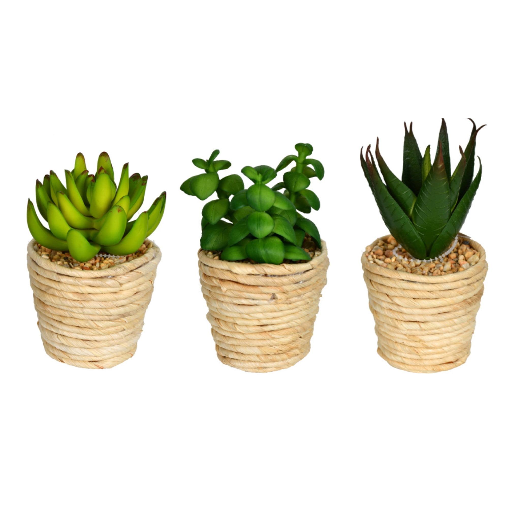 Beige Wood Potted 3" Artificial Succulent Set