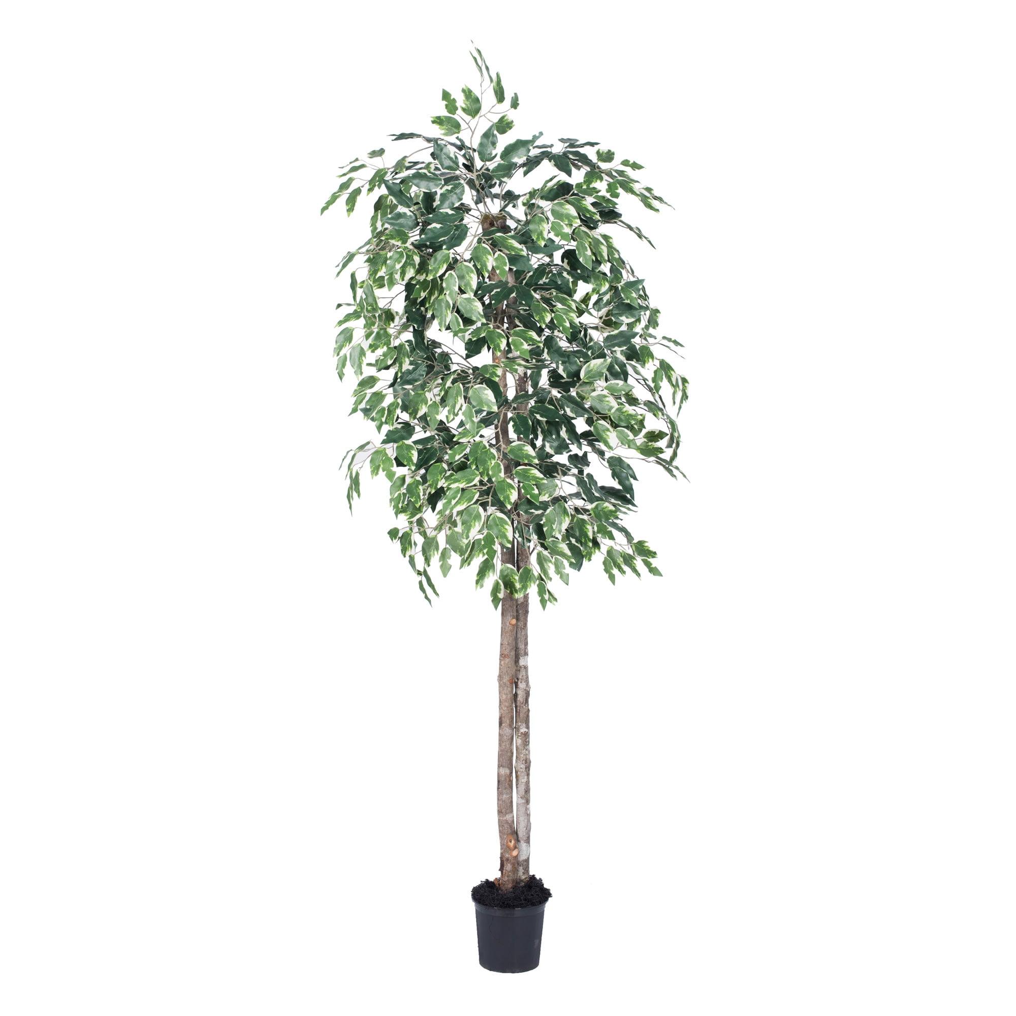 Vickerman 6' Artificial Variegated Ficus, Black Plastic Pot In a 7"Lx7"Wx6"H base.