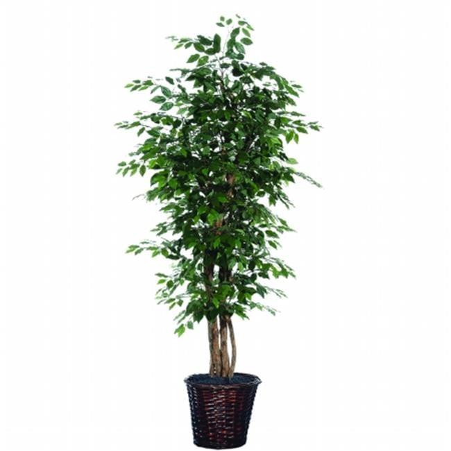 Vickerman  6 ft. Ficus Executive