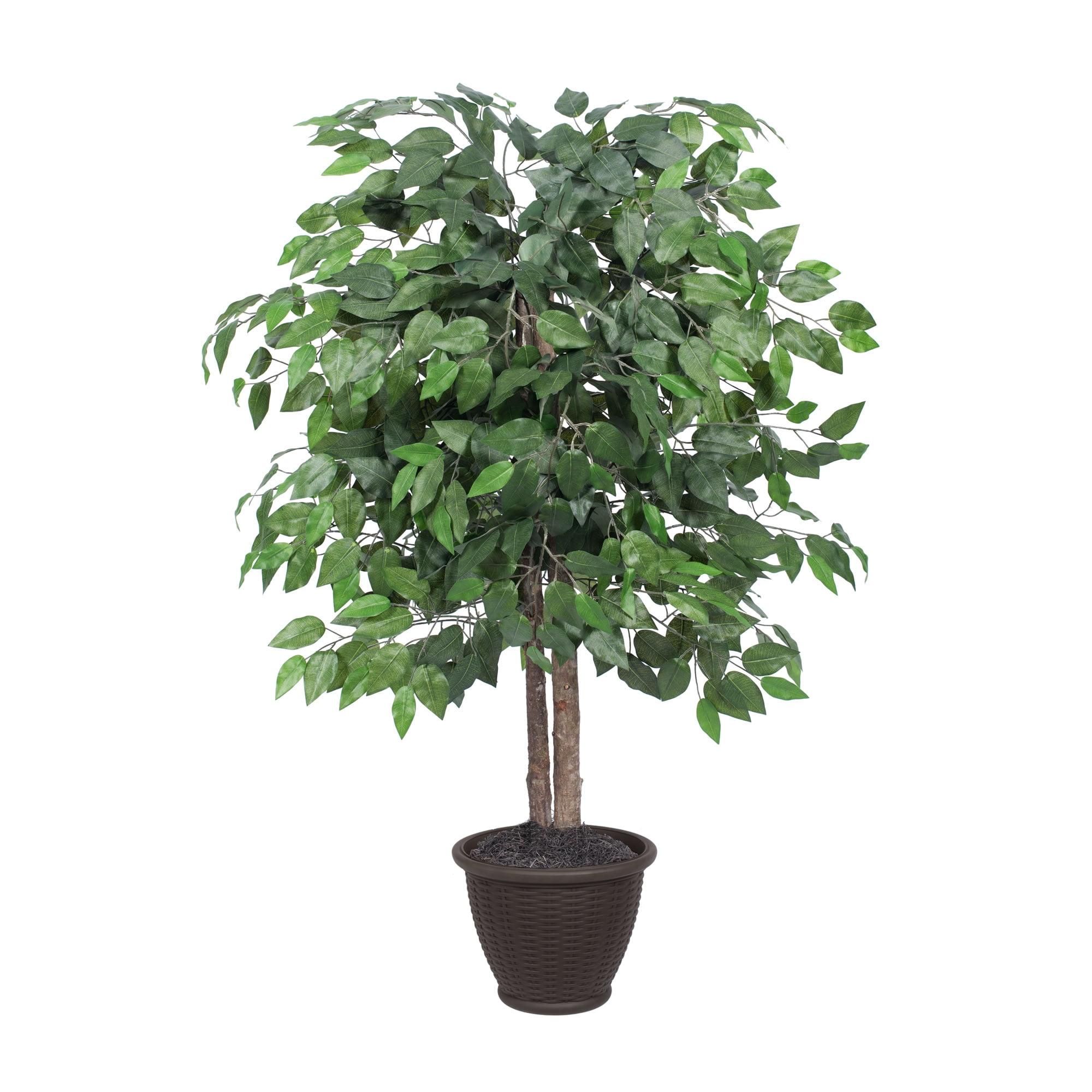 Lush Green Ficus Floor Plant in Brown Plastic Pot