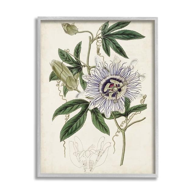 Vintage Garden Flower Illustration Plant Anatomy Study 16 in x 20 in Framed Painting Art Prints, by Stupell Home Décor