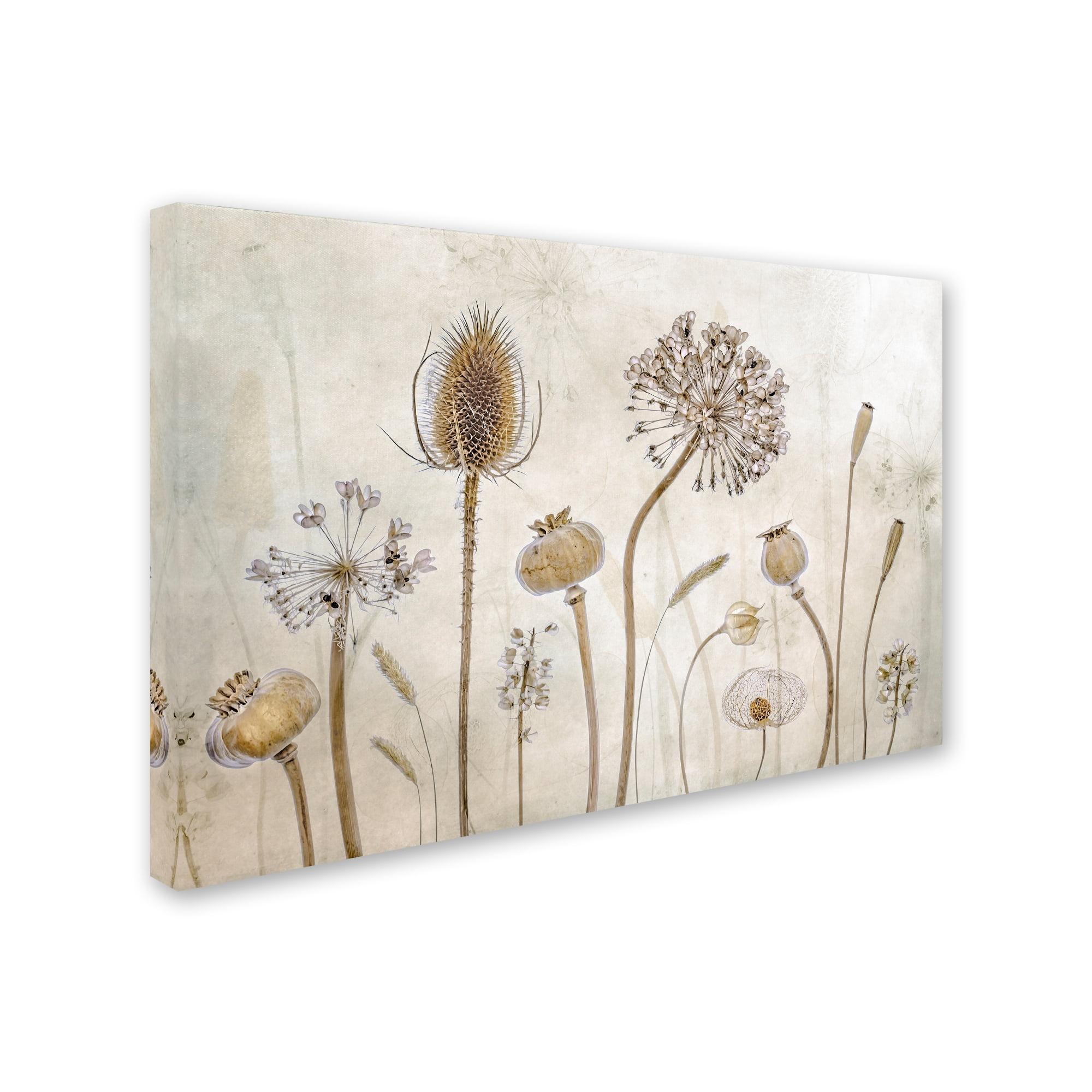 Trademark Fine Art " Growing Old " by Mandy Disher