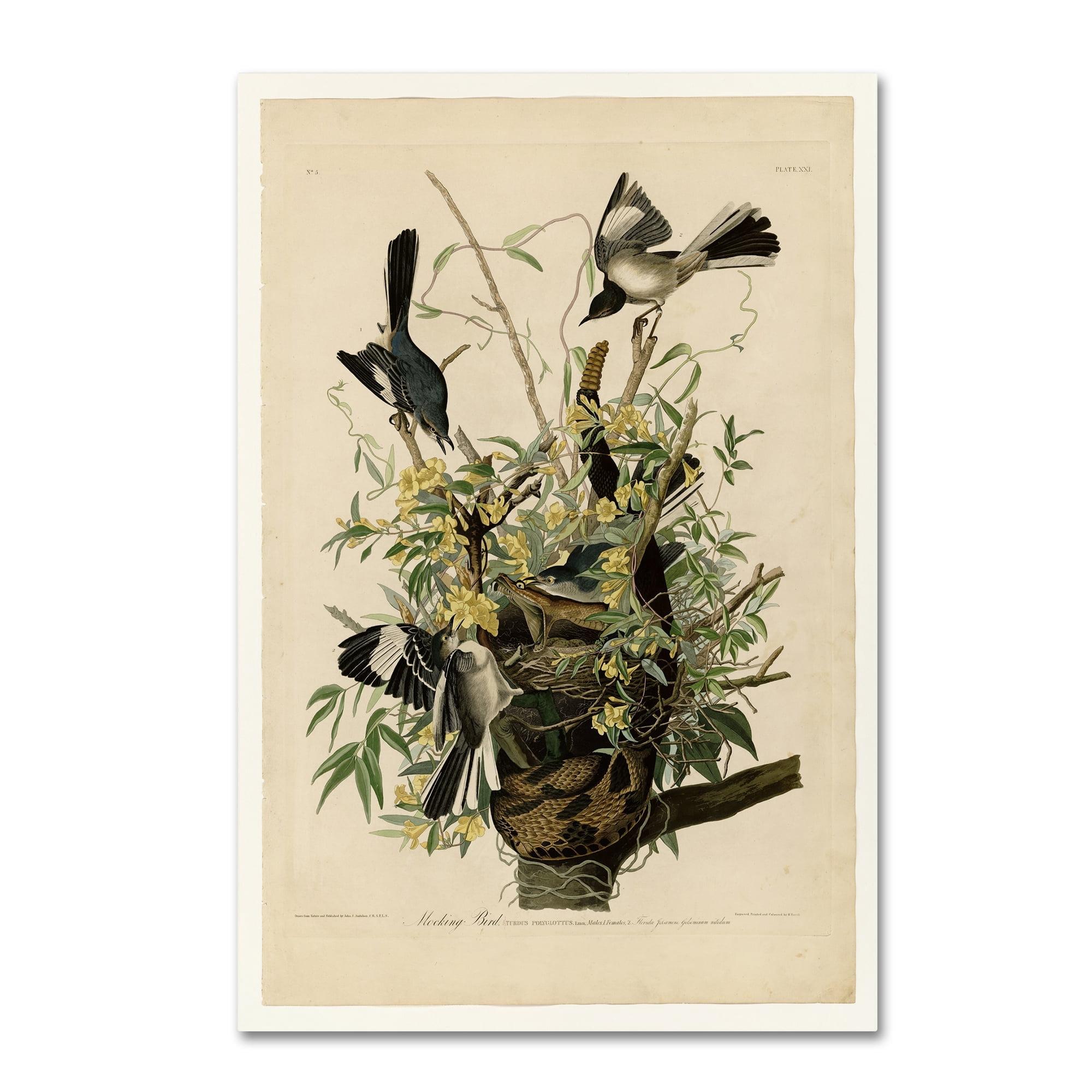 John James Audubon 'Mocking Birds and Snake II' Canvas Art
