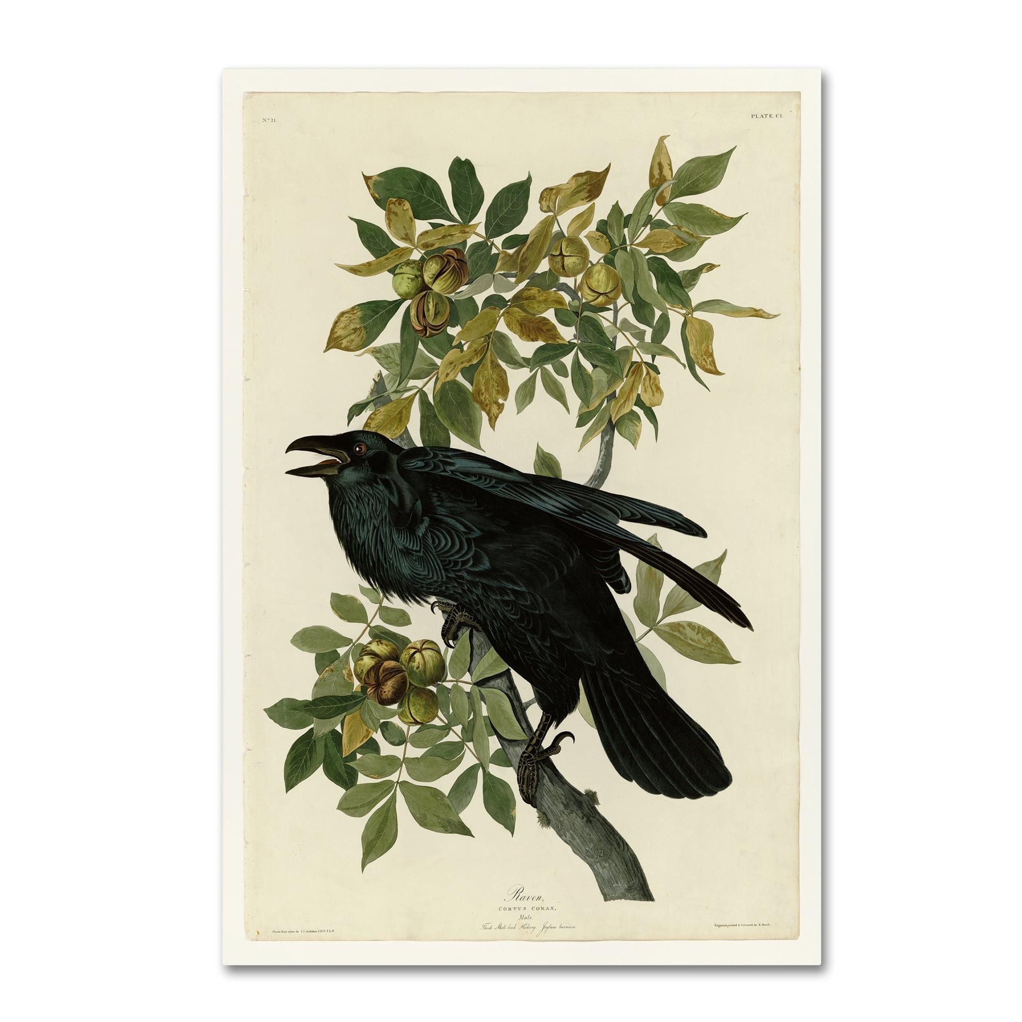 Vault W Artwork " Ravenplate 101 " by John Audubon