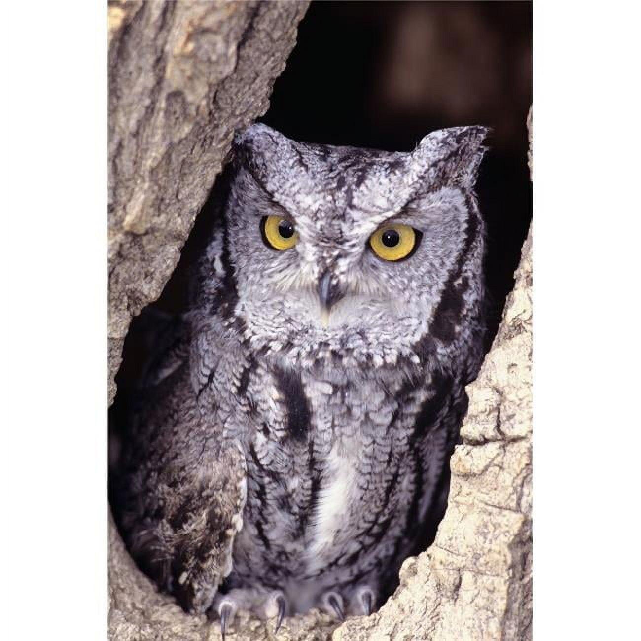 Western Screech Owl - Otus Kennicottii in Hollow Cottonwood Tree Poster Print