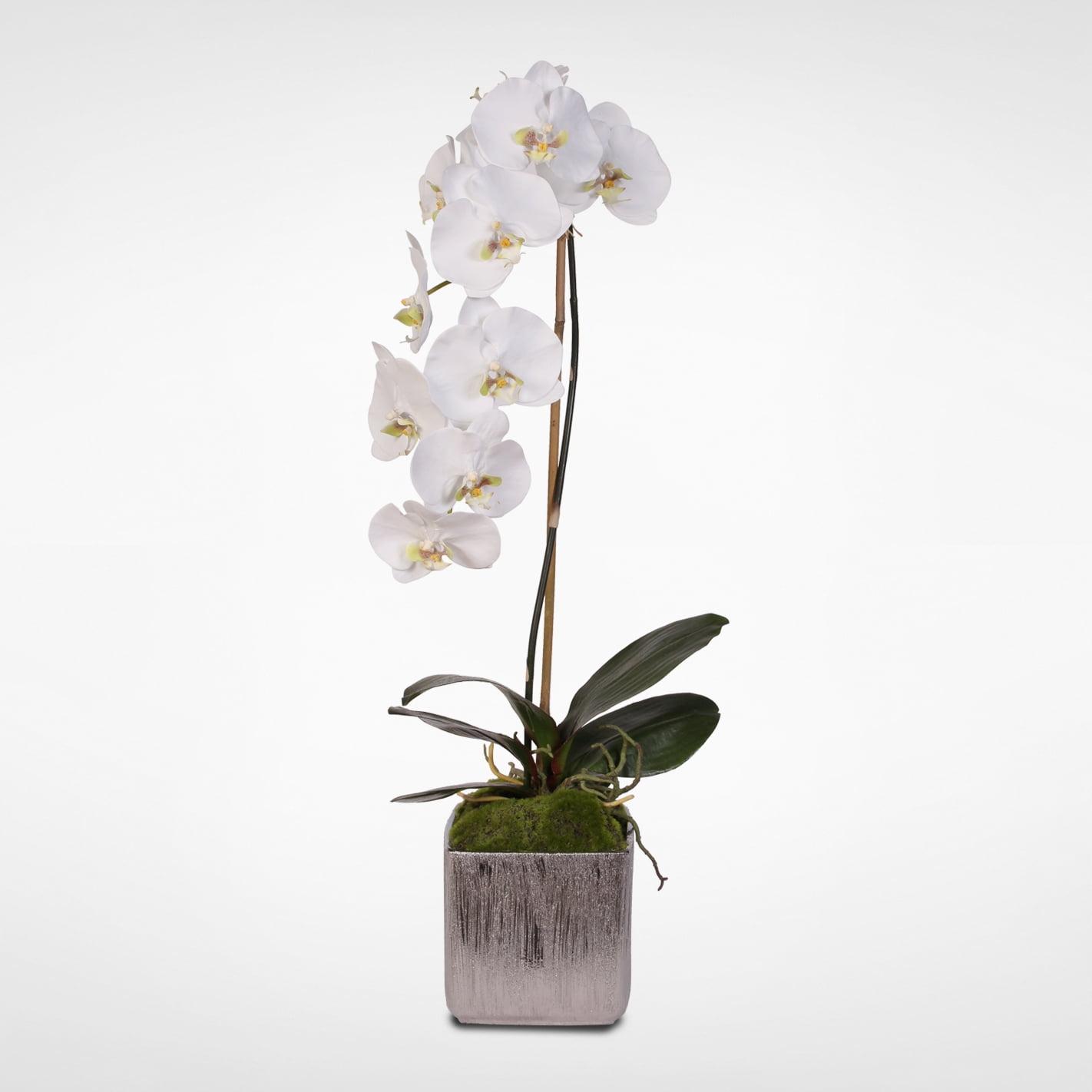 White Silk Phalaenopsis Orchid in Etched Silver Pot