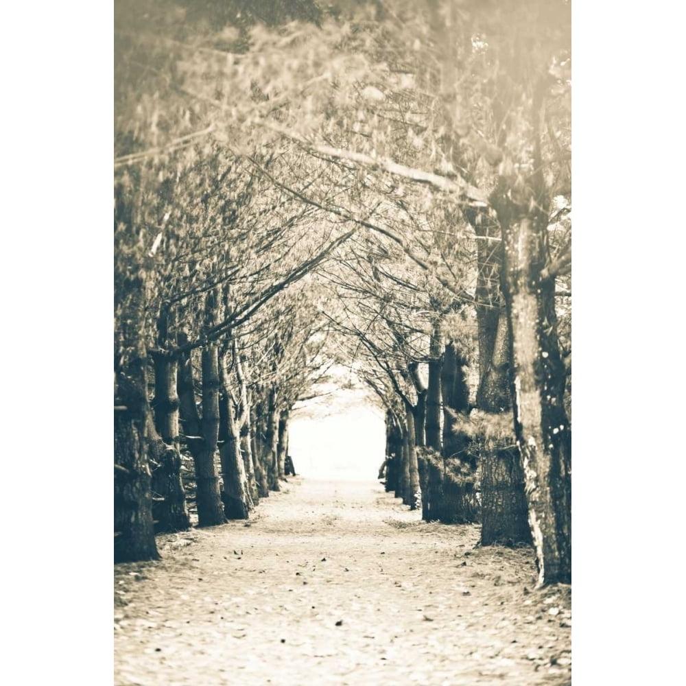 Sepia Forest Pathway Canvas Landscape Art 18x12