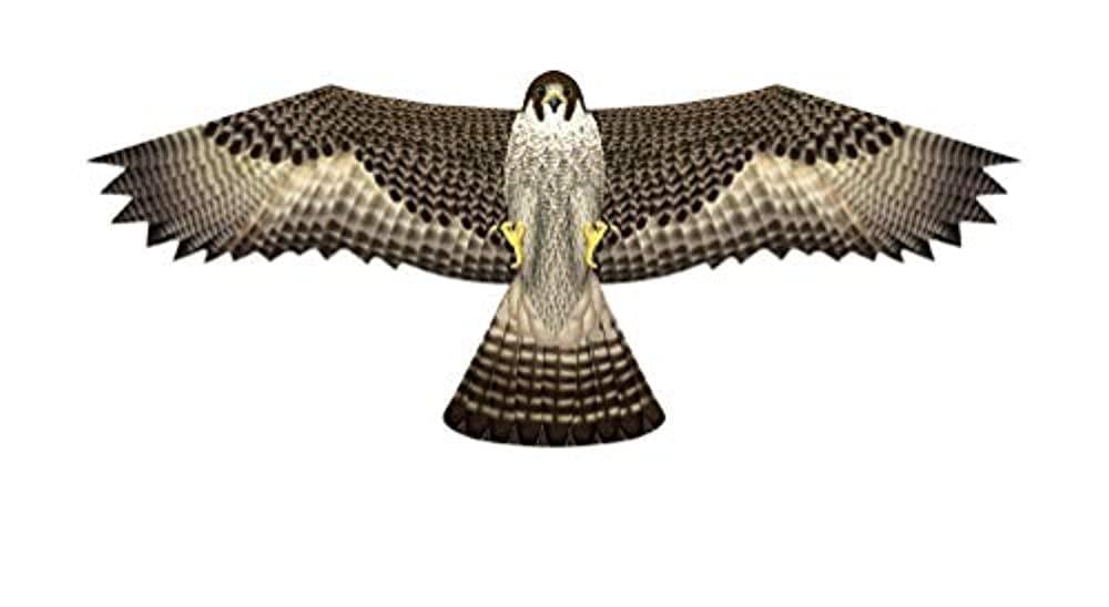 Brain Storm X Kites Birds of Prey Kite 48 Falcon