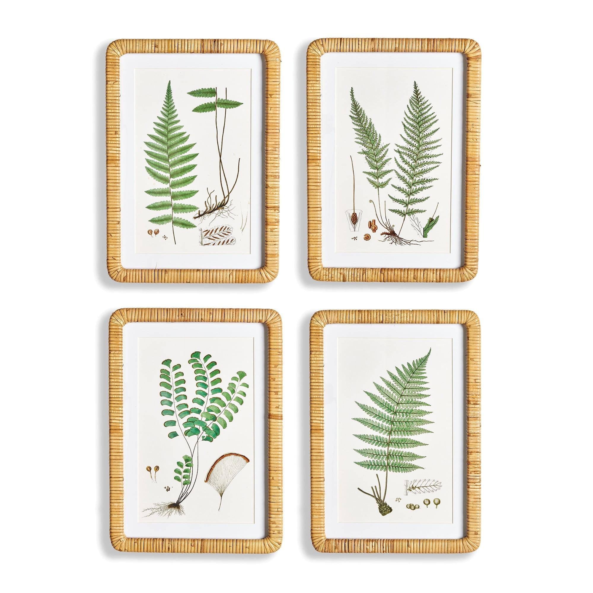 Set of 4 Botanical Fern Prints with Rattan Frames