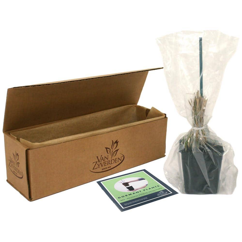 Van Zyverden Ornamental Grass Dwarf Maiden Grass 1 Dormant Potted Plant Pink Partial Sun Ornamental/Decorative 1 lb