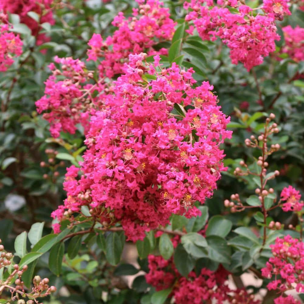 3 gal. Crape Myrtle Miami Shrub with Pink Flowers