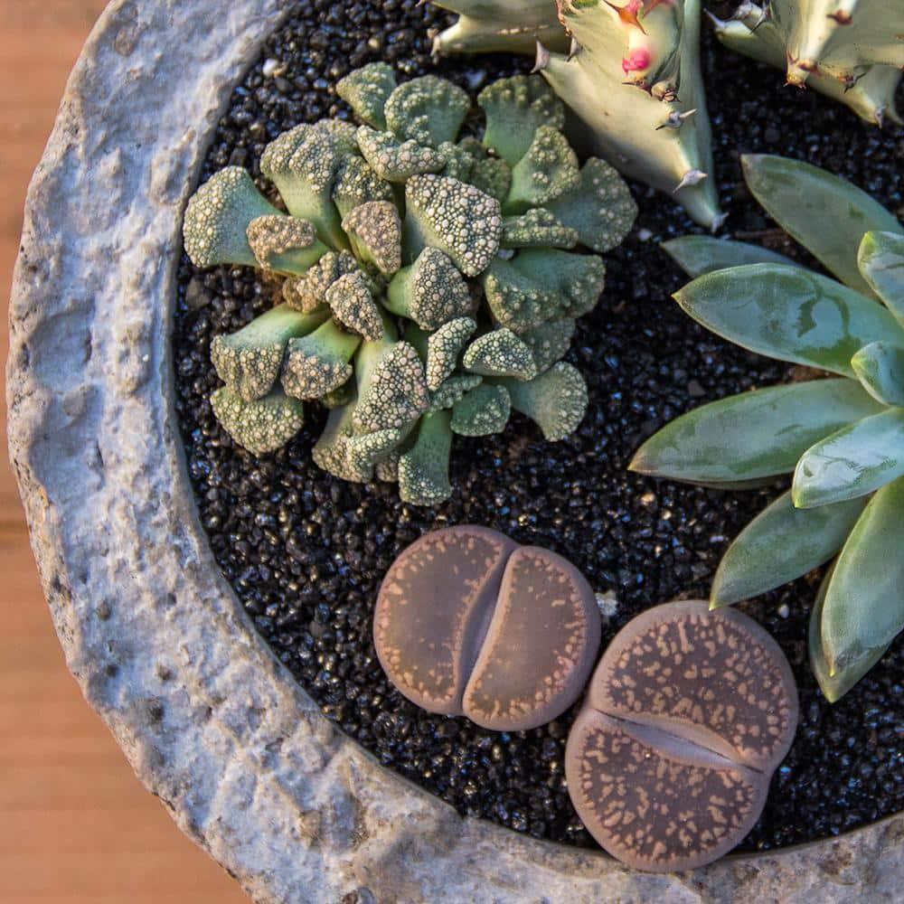 Altman Specialty Plants Live Succulent Plant in Nursery Pot