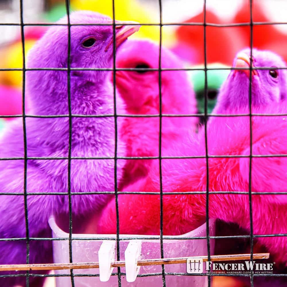 Fencer Wire 19 Gauge Black Vinyl Coated Hardware Cloth, Welded Wire Fence Rolls, Mesh 1/2" X 1/2"