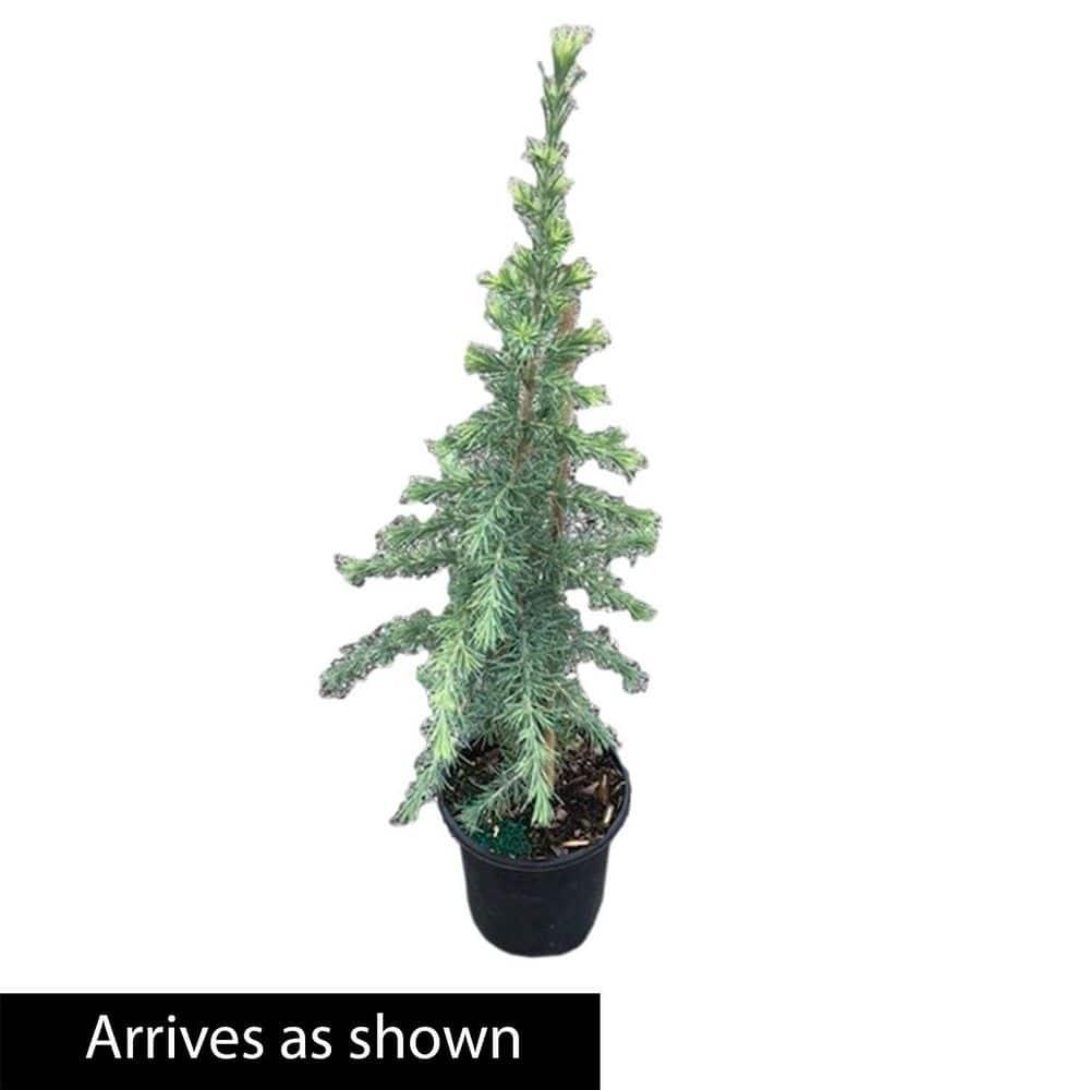 Electric Blue Deodora Cedar Tree Potted Evergreen Plant, in a 2.25 Gal. Pot