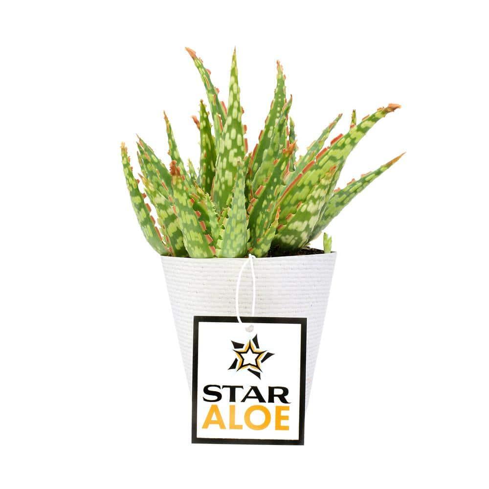 Altman Plants Colorful Star Aloe | Unique Houseplant Gift | 3.5 in Pot | Easy Plant Care | Full Sun