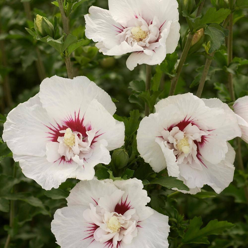 First Editions Hibiscus Bali Live Shrub in 2-Gallon Grower Pot