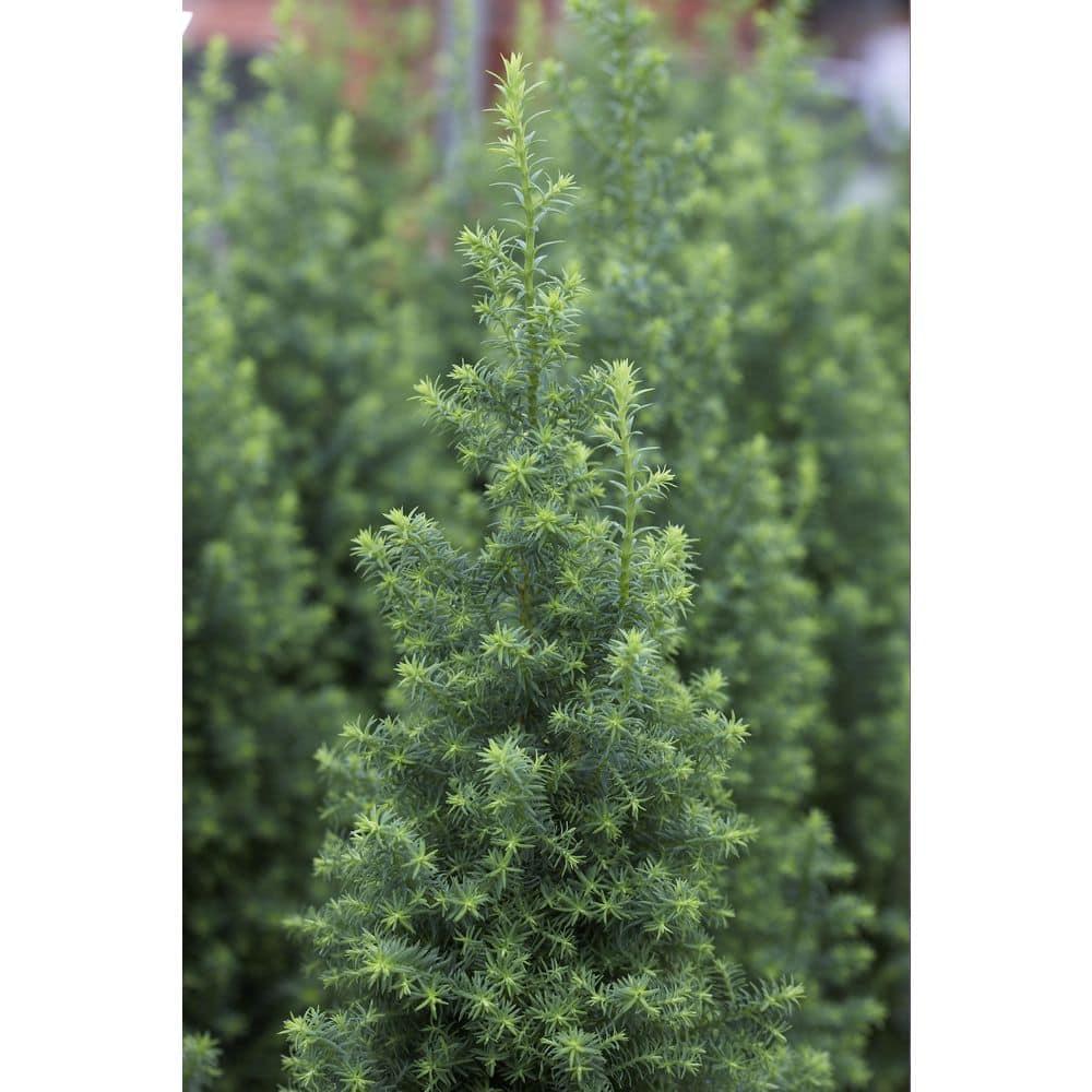 Electric Blue Deodora Cedar Tree Potted Evergreen Plant, in a 2.25 Gal. Pot